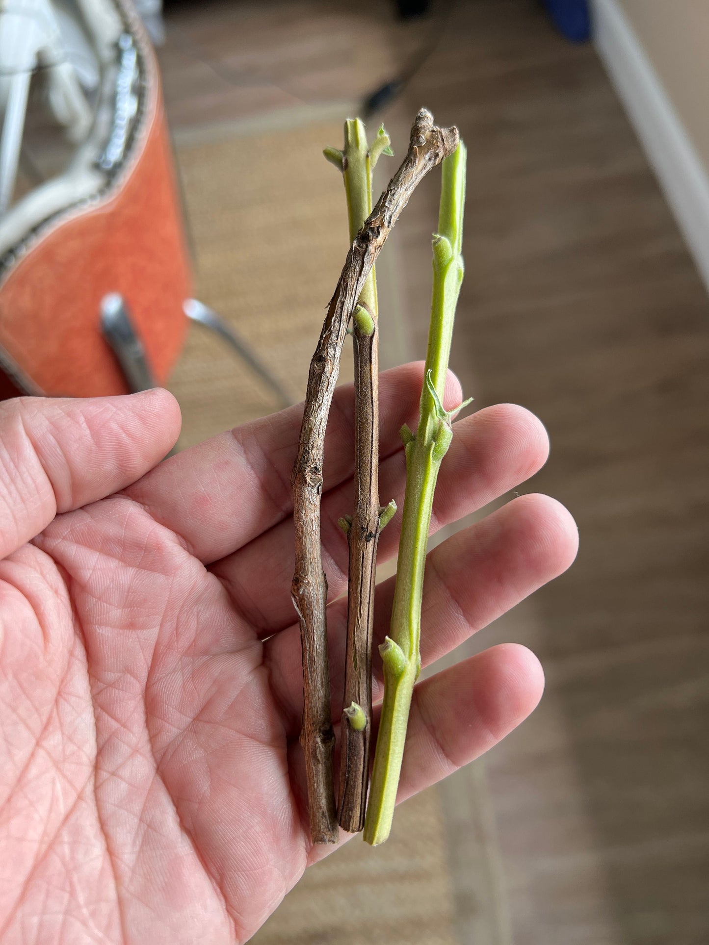 Guava Cuttings "Tikal"  (3 cuttings) *fly resistant cultivar*