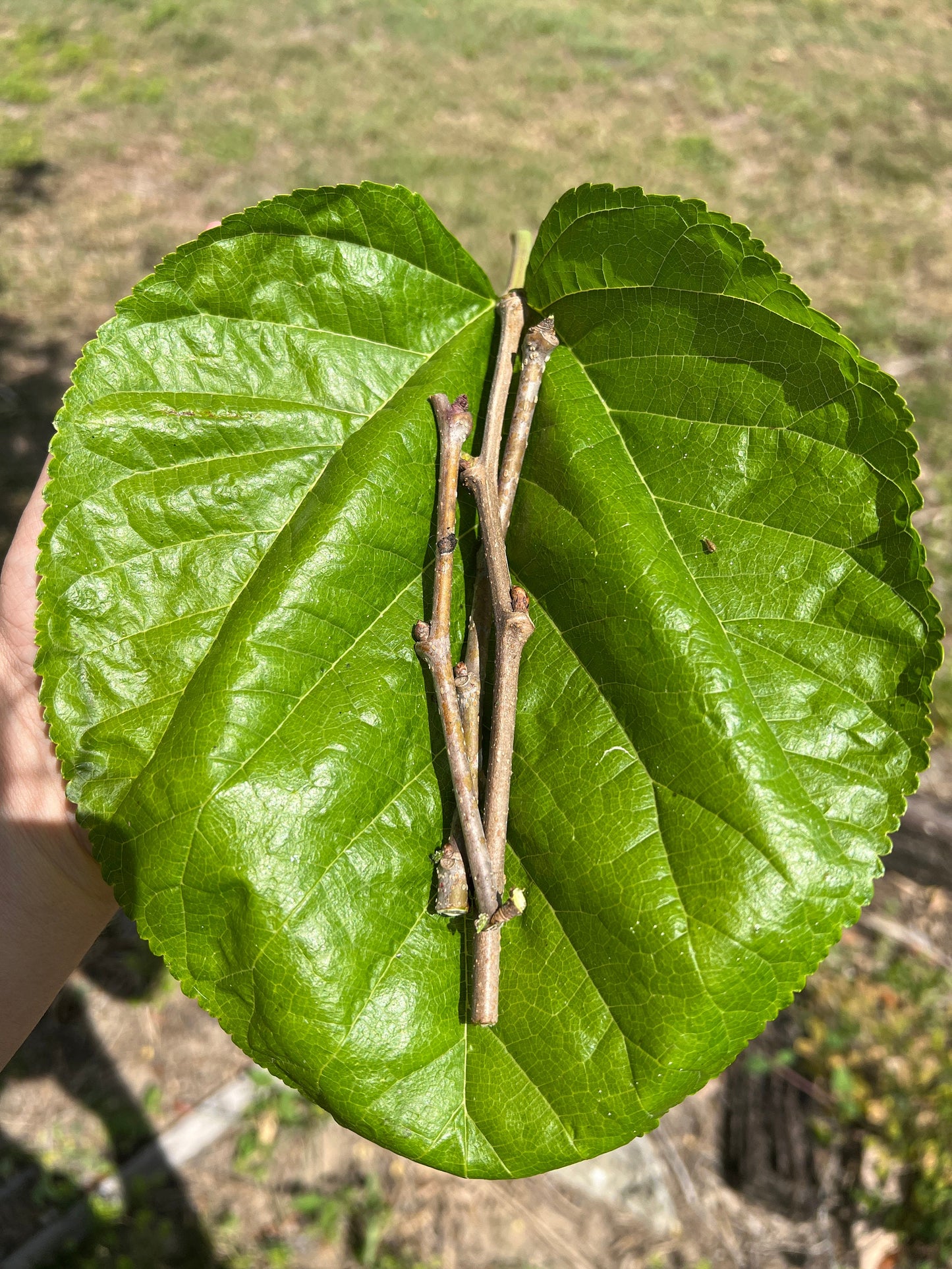 "Close-up of Shangri La Mulberry cuttings delicately resting on vibrant green leaves, showcasing the promise of new growth and the potential for cultivating thriving Mulberry trees from these resilient cuttings."