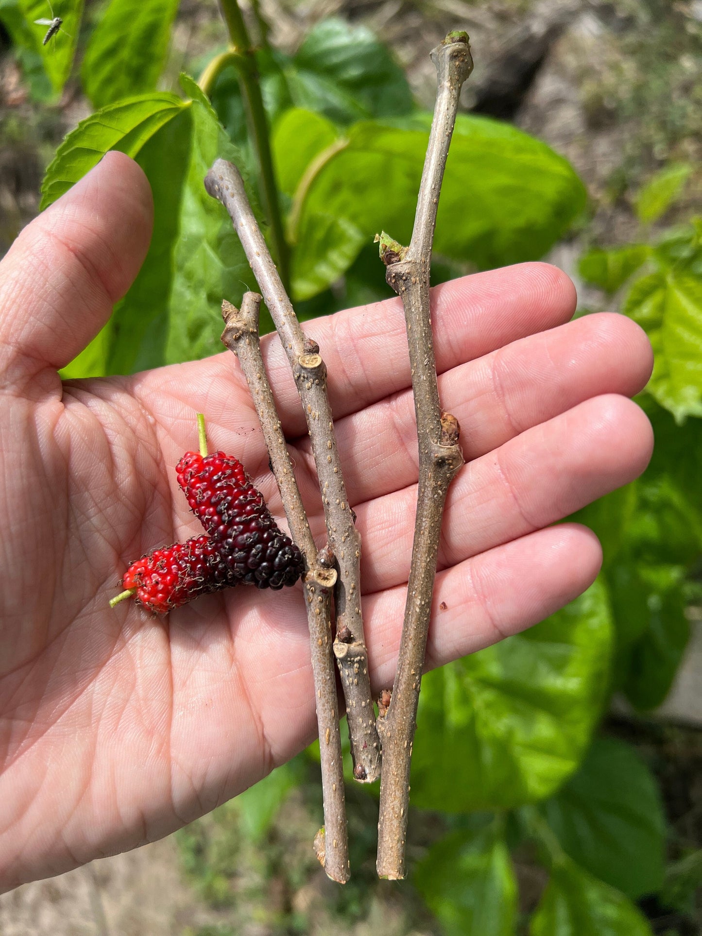 "Close-up of Shangri La Mulberry cuttings, featuring vibrant green leaves and robust stems, perfect for propagation and cultivating your own productive and flavorful Mulberry trees at home or in the garden."