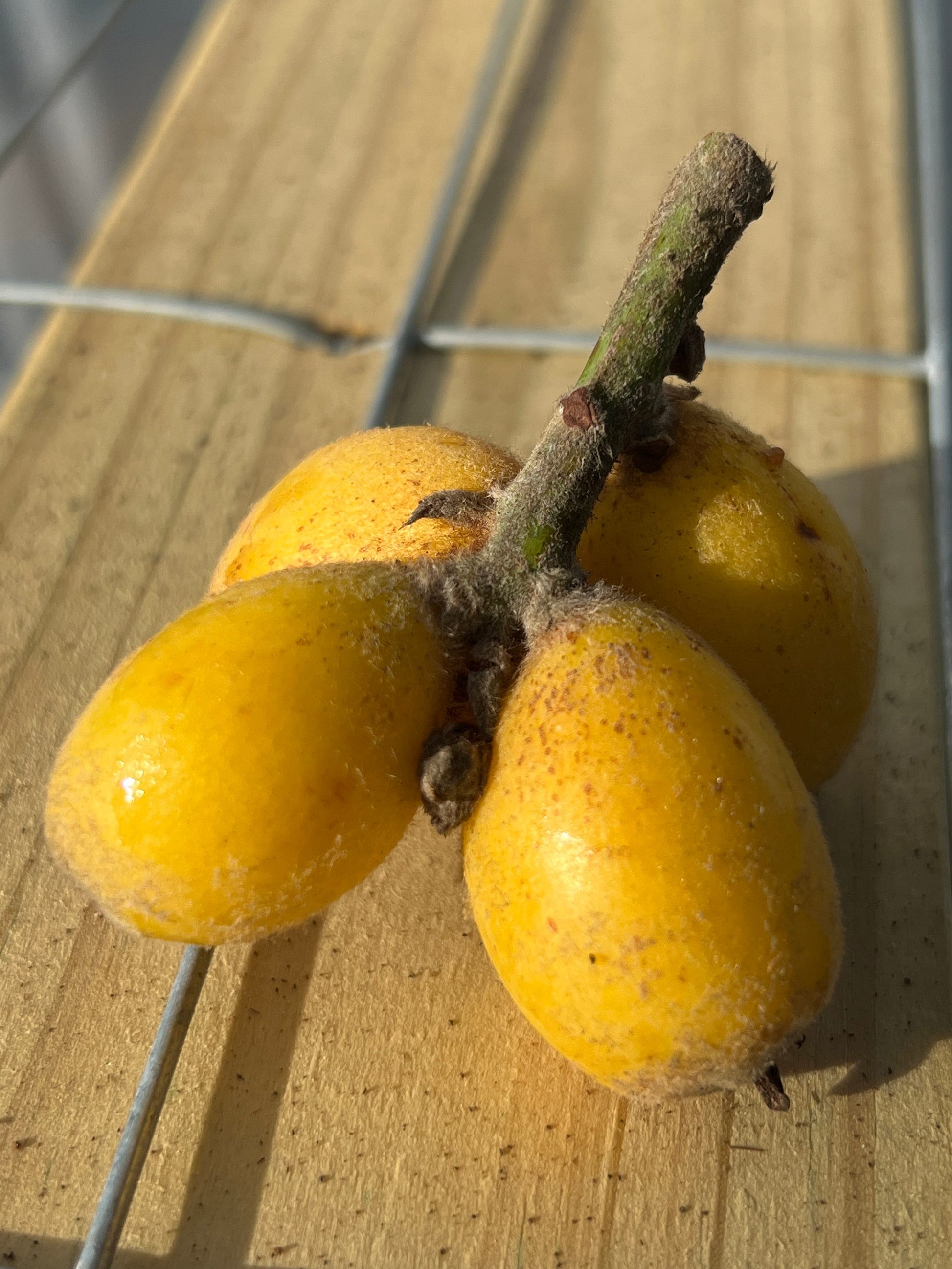 "Close-up of ripe Loquat fruit, showcasing its golden-orange hue and smooth skin, ready for harvest and enjoyment, offering a sweet and tangy flavor reminiscent of apricots and peaches."