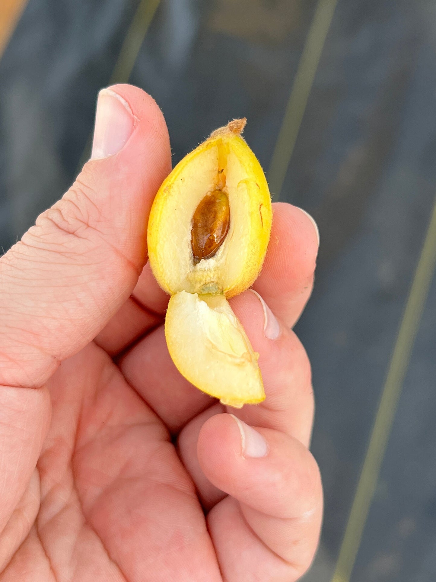 "Close-up of ripe Loquat fruit, showcasing its golden-orange hue and smooth skin, ready for harvest and enjoyment, offering a sweet and tangy flavor reminiscent of apricots and peaches."