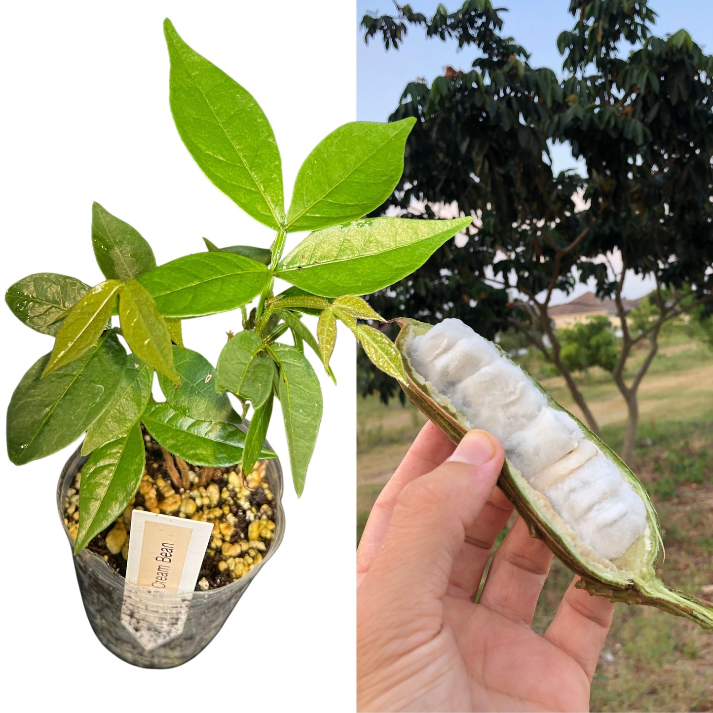 "Close-up of a healthy Ice Cream Bean plant, showcasing lush green foliage and sturdy stems, perfect for tropical gardeners looking to cultivate this exotic and fruitful tree species."