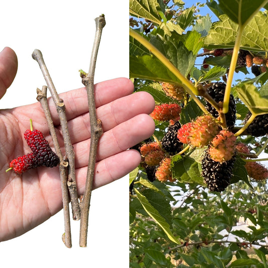 "Close-up of Shangri La Mulberry cuttings, featuring vibrant green leaves and robust stems, perfect for propagation and cultivating your own productive and flavorful Mulberry trees at home or in the garden."