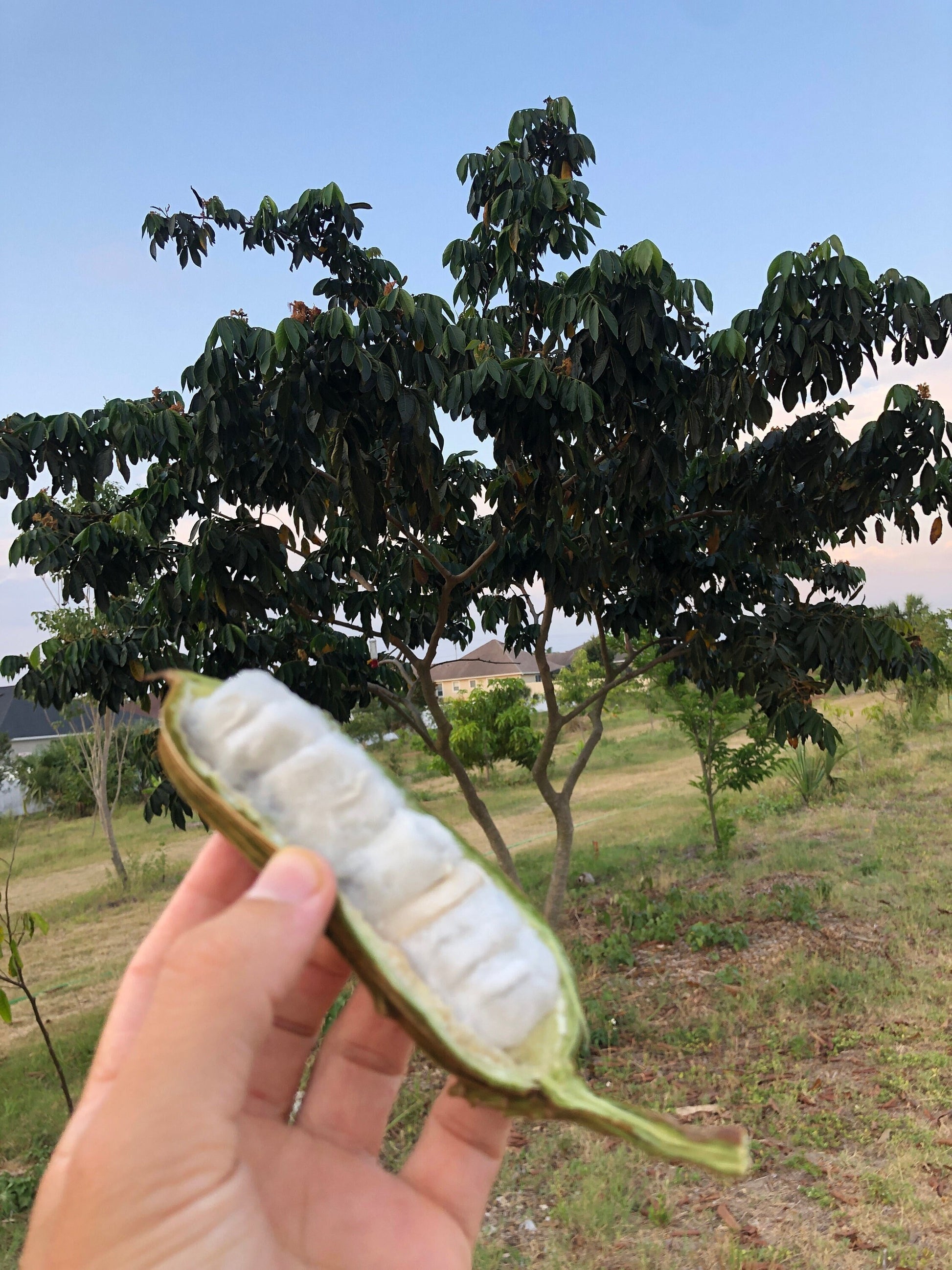 "Close-up of ripe Inga feuillei fruit, showcasing its vibrant color and tropical flavor, perfect for enjoying fresh or incorporating into various culinary delights."