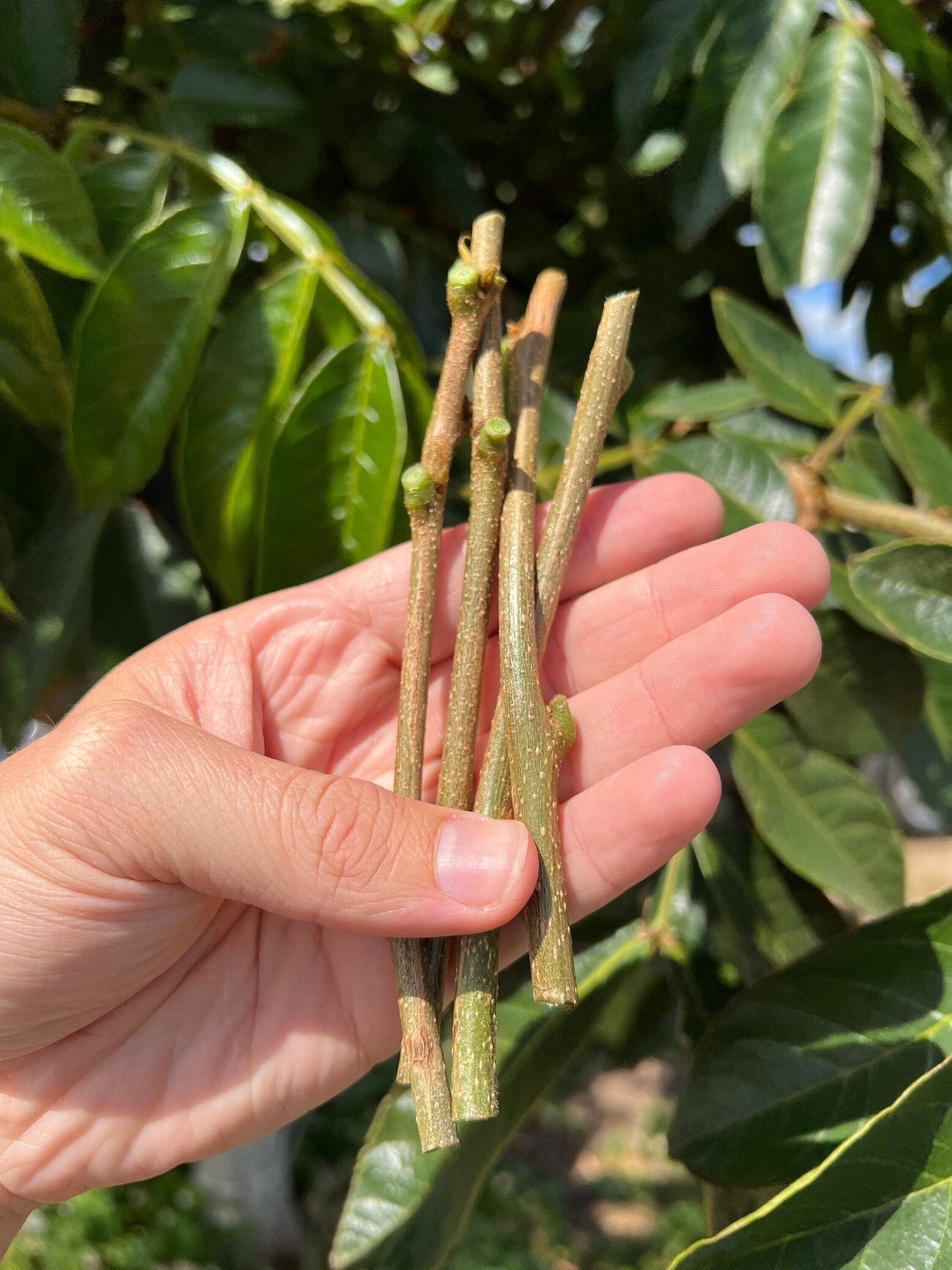 Ice Cream Bean - 3 cuttings (Inga Feuillei)