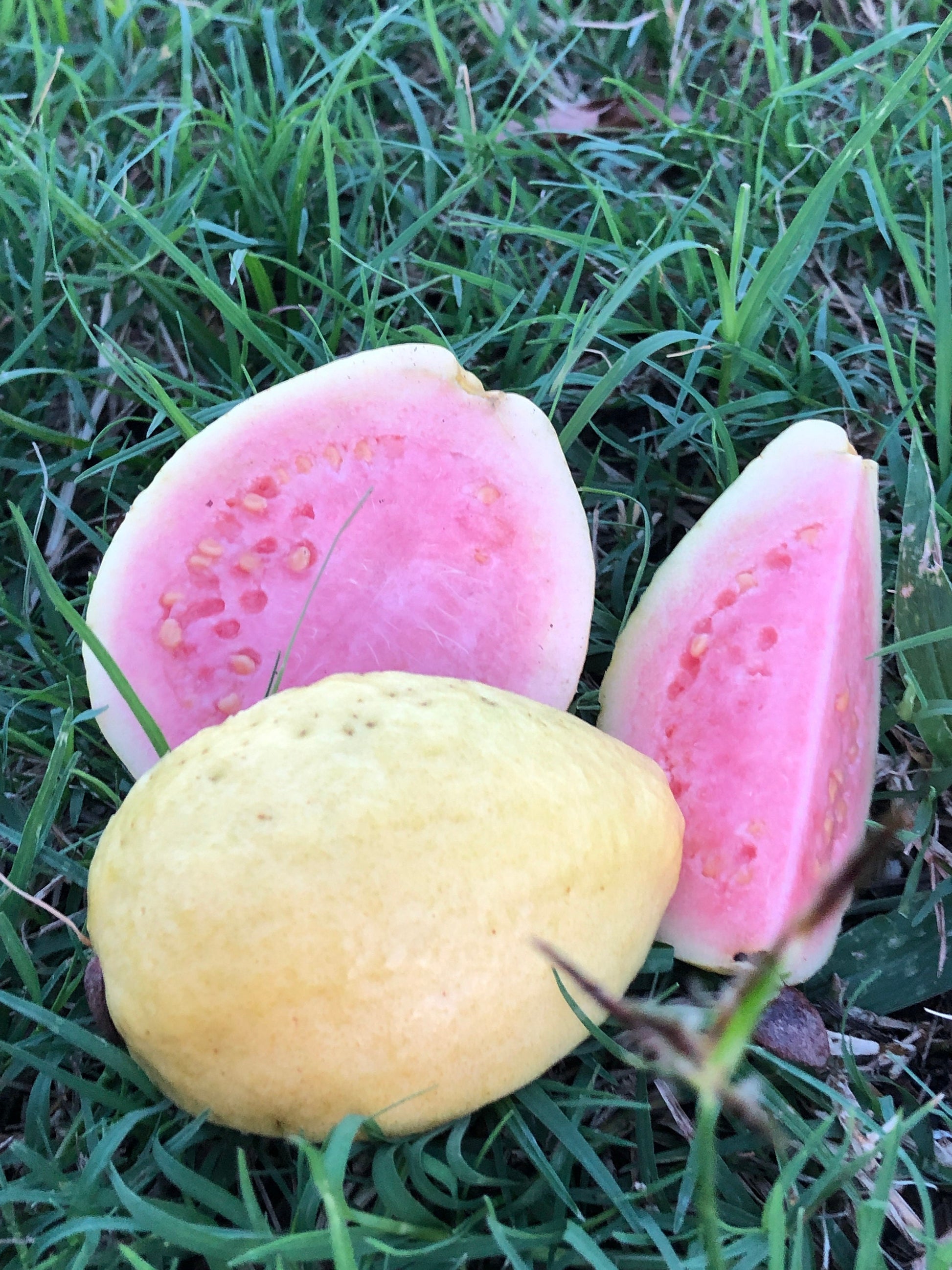 "Close-up of ripe Tikal Guava fruit, showcasing its vibrant color and inviting aroma, perfect for enjoying fresh or using in culinary creations."