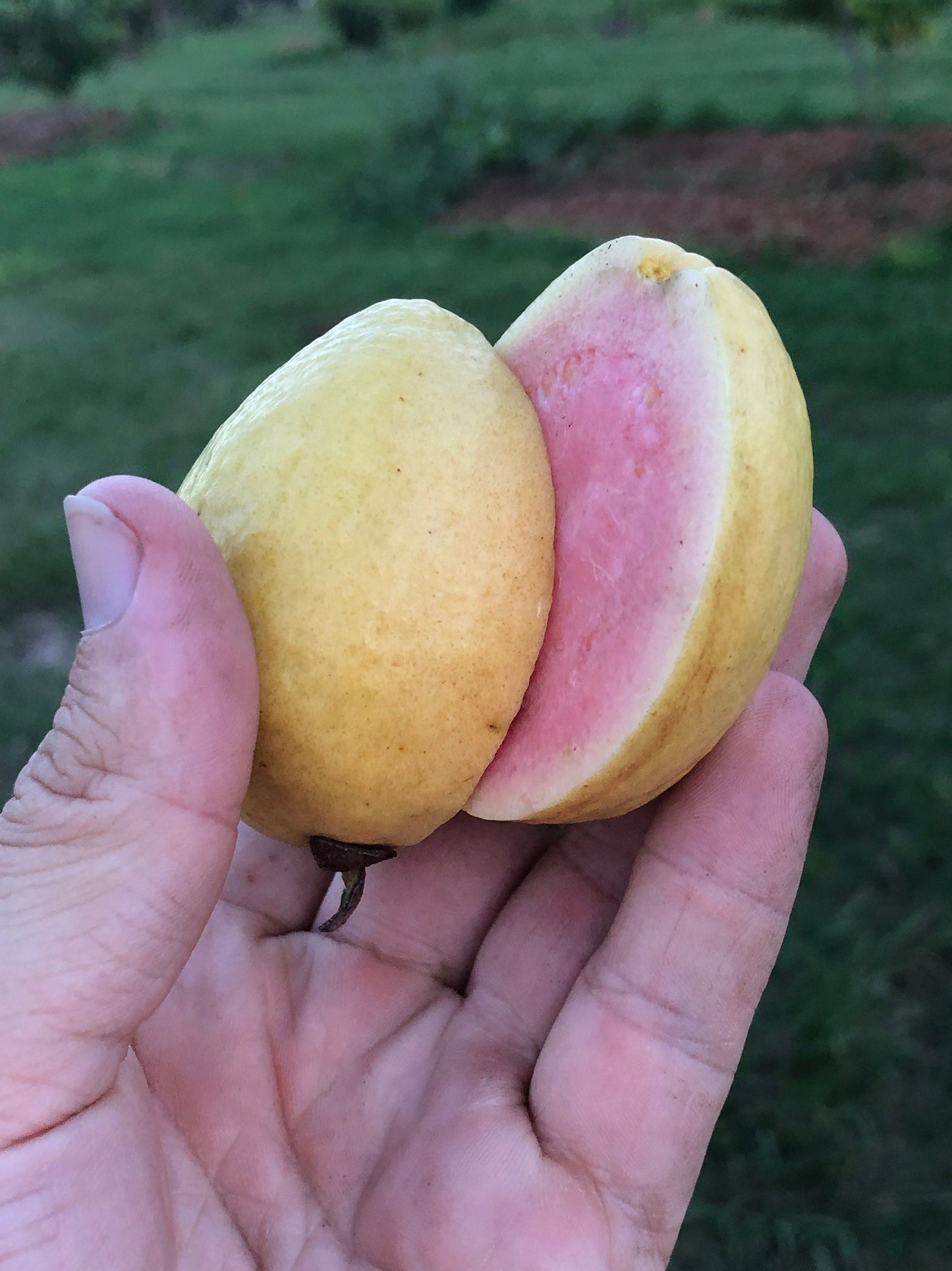 "Close-up of ripe Tikal Guava fruit, showcasing its vibrant color and inviting aroma, perfect for enjoying fresh or using in culinary creations."