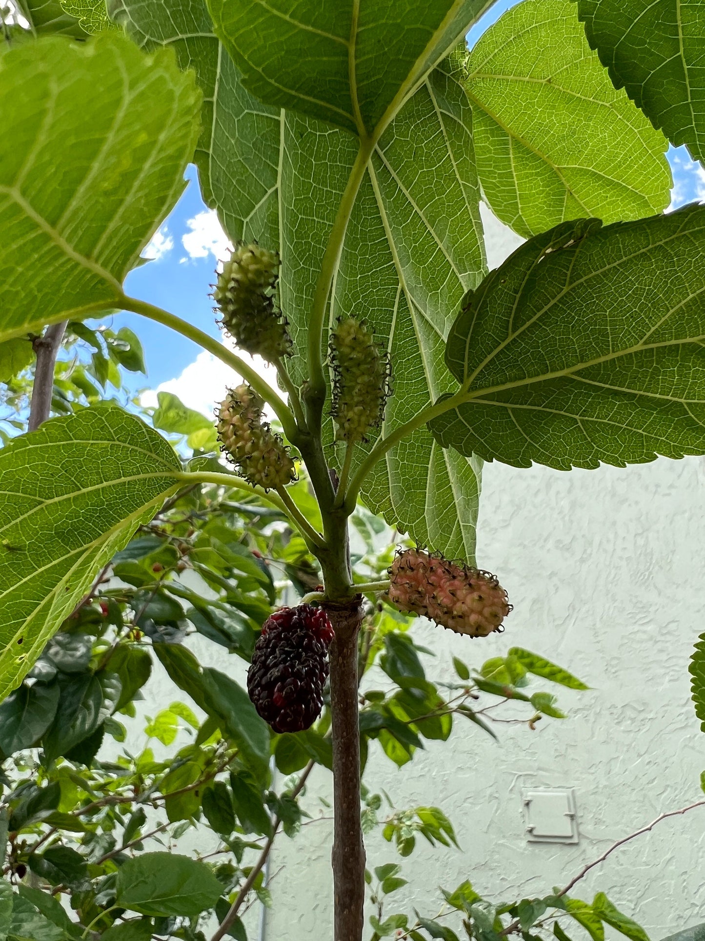 "Close-up of ripe Shangri La Mulberry fruit, displaying its deep purple color and juicy, sweet flavor, perfect for fresh eating, jams, or desserts, adding a burst of flavor to any dish."