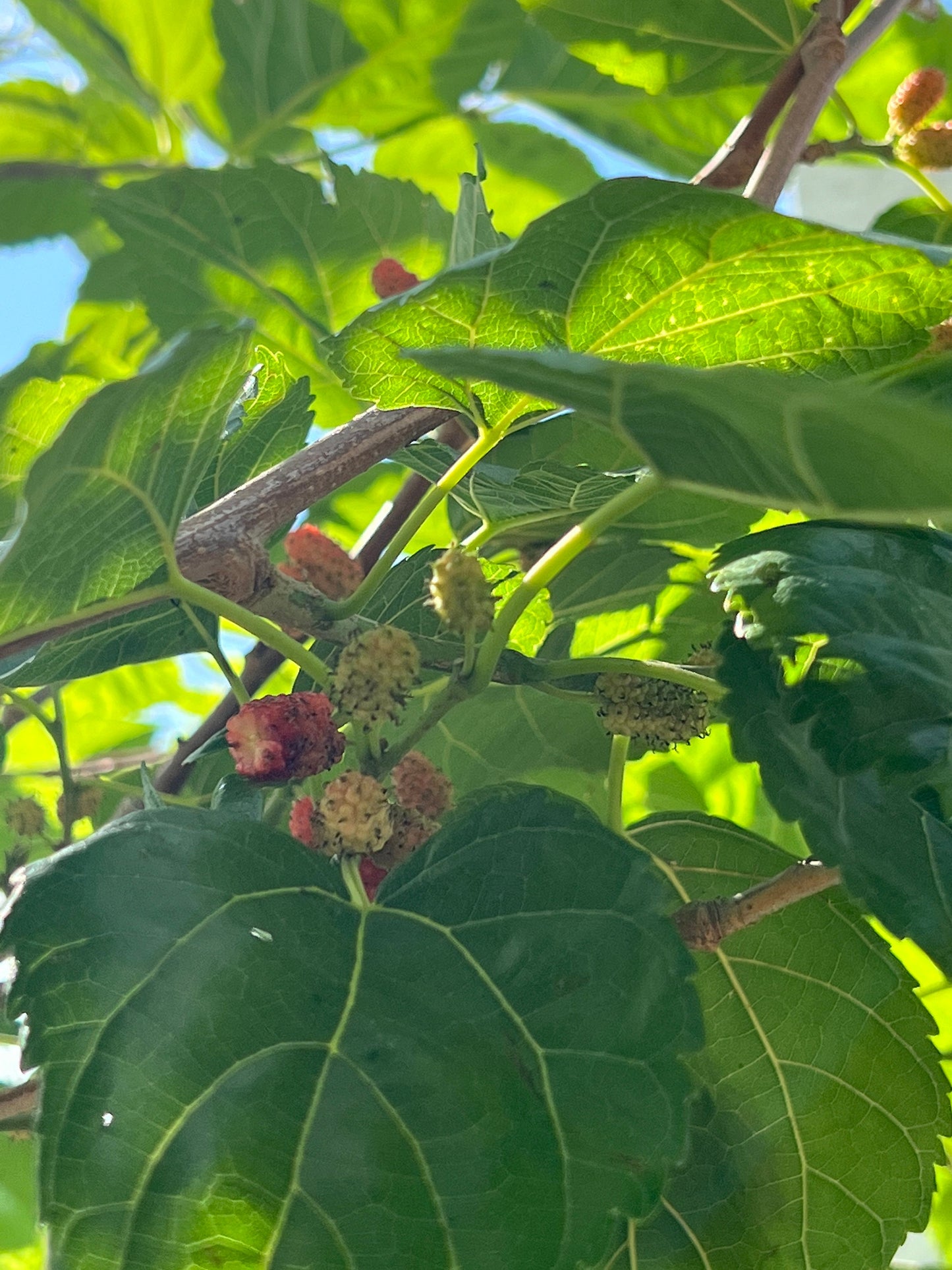 "Close-up of ripe Shangri La Mulberry fruit, displaying its deep purple color and juicy, sweet flavor, perfect for fresh eating, jams, or desserts, adding a burst of flavor to any dish."