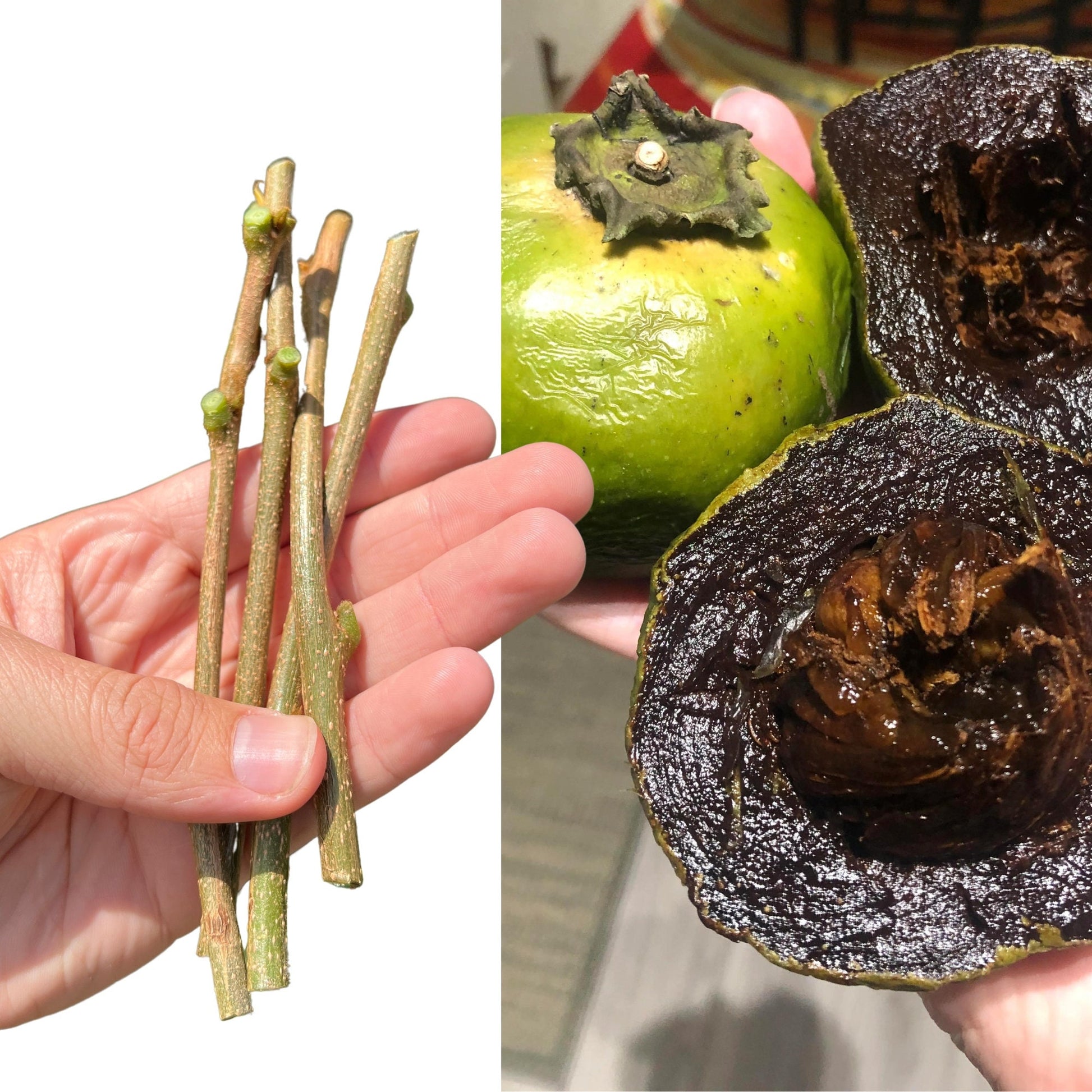 "Close-up of healthy Black Sapote plant cuttings, showing vibrant green leaves and strong stems, perfect for propagation and growing delicious, chocolate pudding fruit at home."