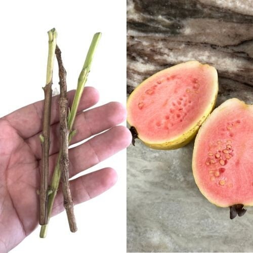 "Close-up of Tikal Guava cuttings, featuring vibrant green leaves and robust stems, perfect for propagation and growing your own delicious, tropical Tikal Guava trees at home."