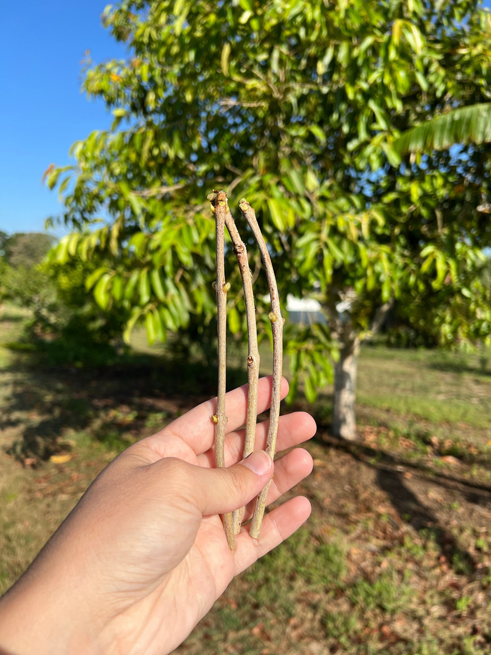 "Close-up of Jamun cuttings, showcasing healthy green leaves and strong stems, ideal for propagation and growing your own fruitful Jamun trees at home or in the garden."