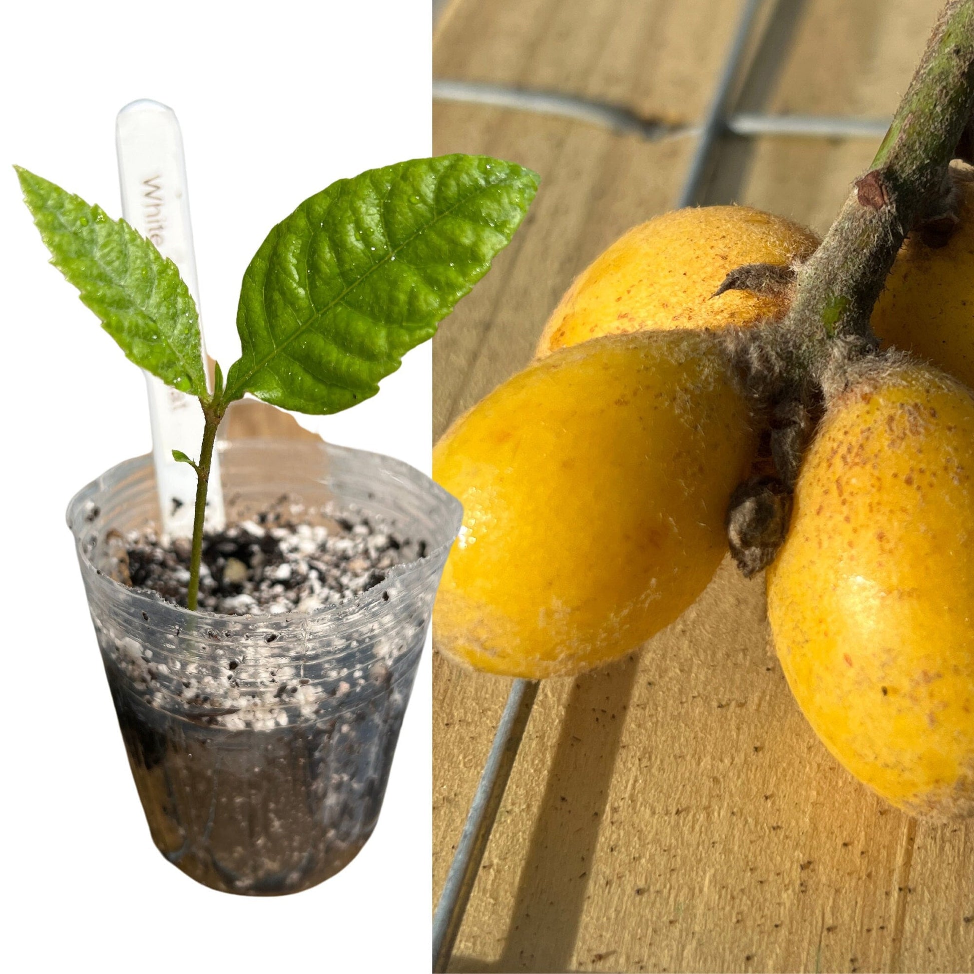 "Close-up of a thriving Loquat seedling, displaying healthy green leaves and sturdy stems, ideal for gardeners looking to cultivate their own fruitful Loquat trees, known for their sweet and juicy fruits."