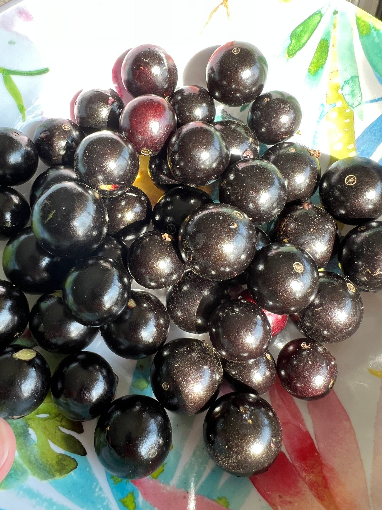 "Close-up of ripe Jaboticaba fruit, showcasing its dark purple skin and delicious, juicy interior, perfect for enjoying fresh or using in jams, jellies, and desserts."