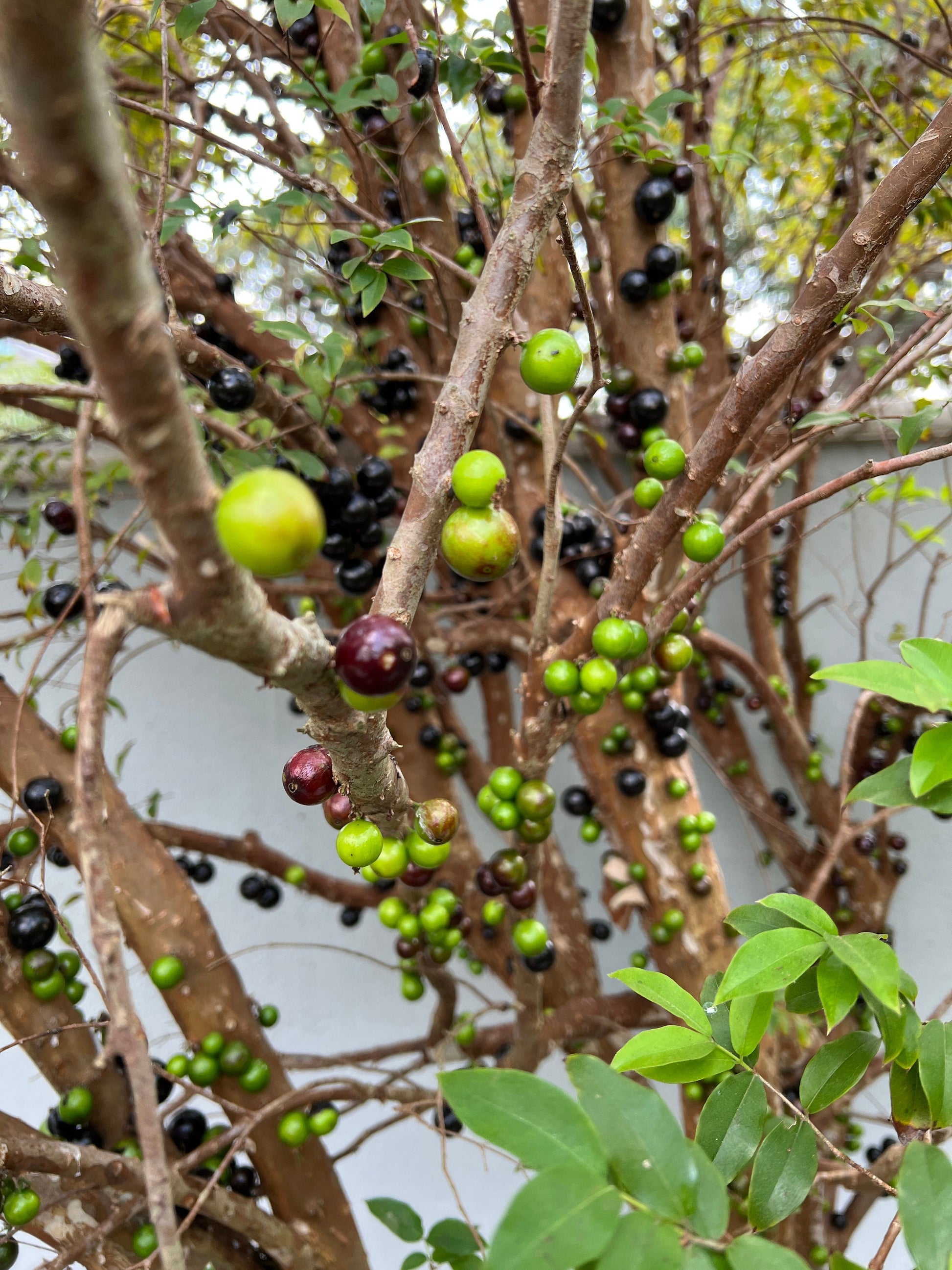 "Close-up of Jaboticaba fruits hanging from the tree branches, displaying their deep purple color and unique appearance, adding beauty and bounty to the lush green foliage."