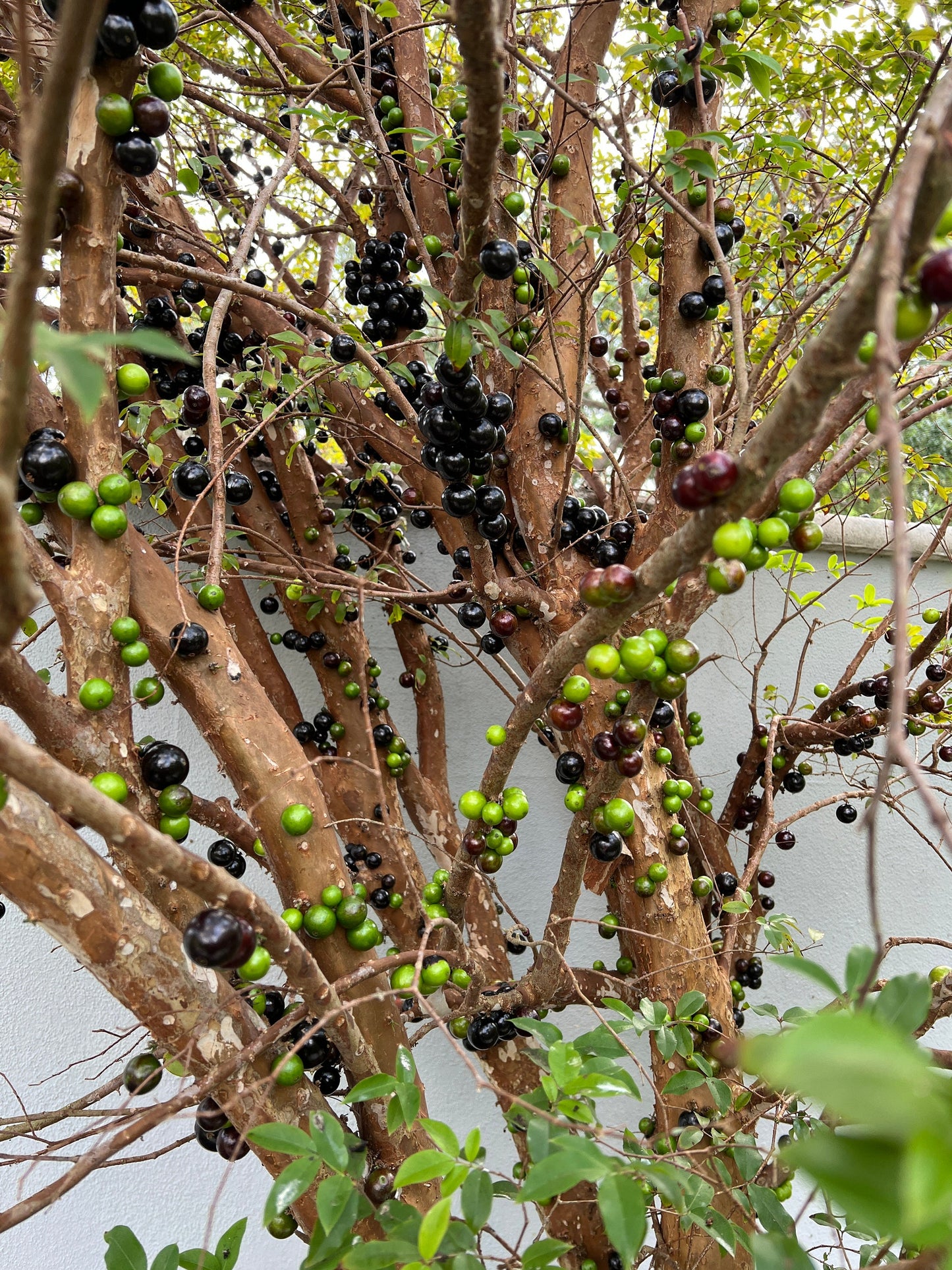 "Close-up of Jaboticaba fruits hanging from the tree branches, displaying their deep purple color and unique appearance, adding beauty and bounty to the lush green foliage."