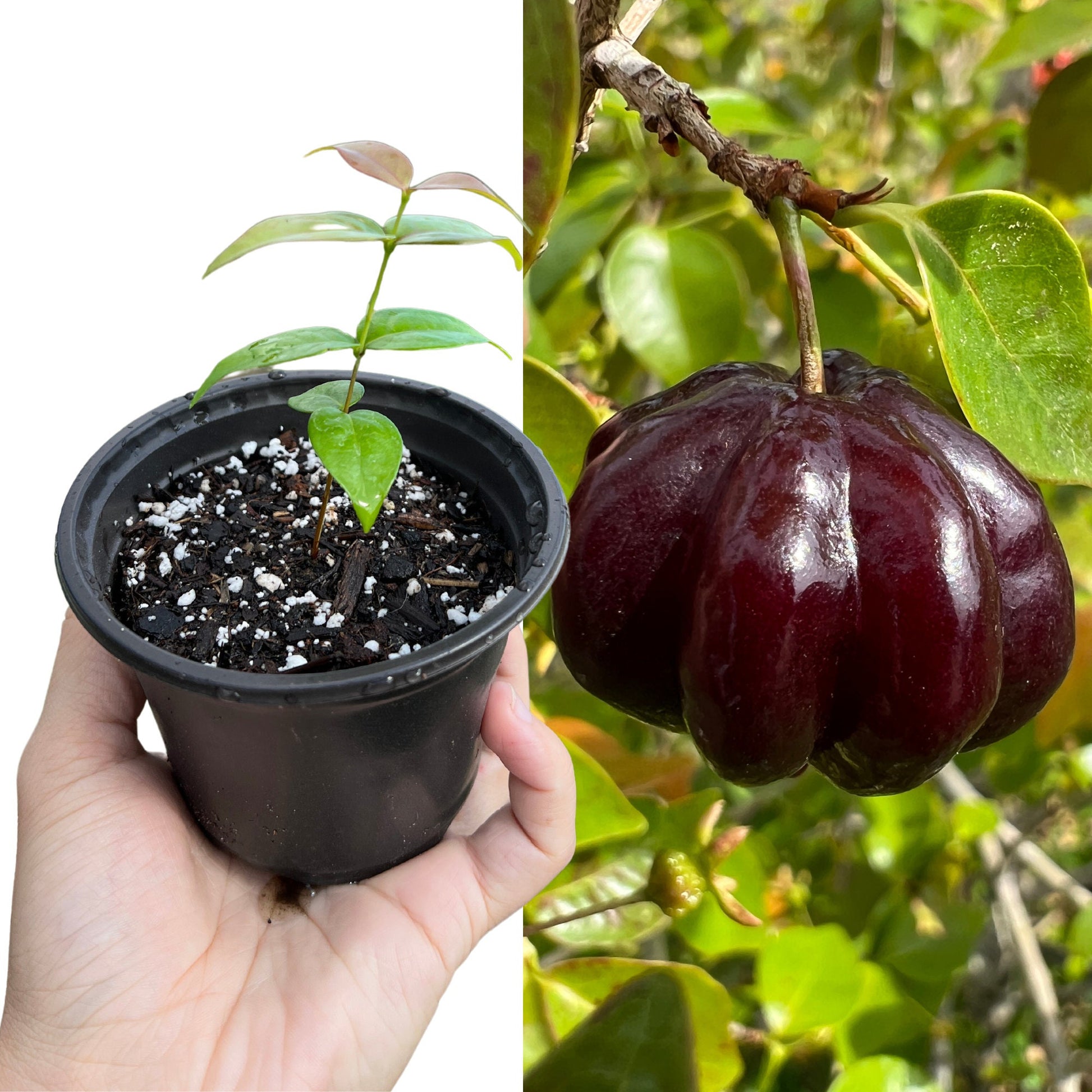 "Zill's Dark Surinam Cherry Plant: Experience the allure of this exotic fruit with our vibrant Zill's Dark Surinam Cherry plants. With lush foliage and robust stems, they're perfect for enthusiasts looking to grow their own flavorful Surinam Cherry trees."