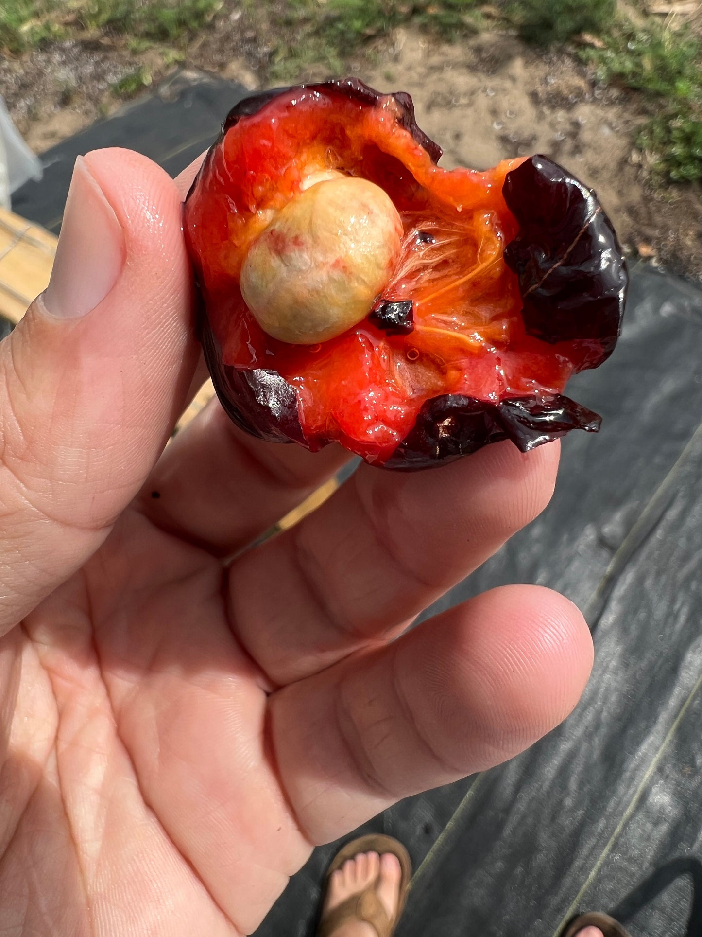 Inside of surinam cherry fruit and seeds