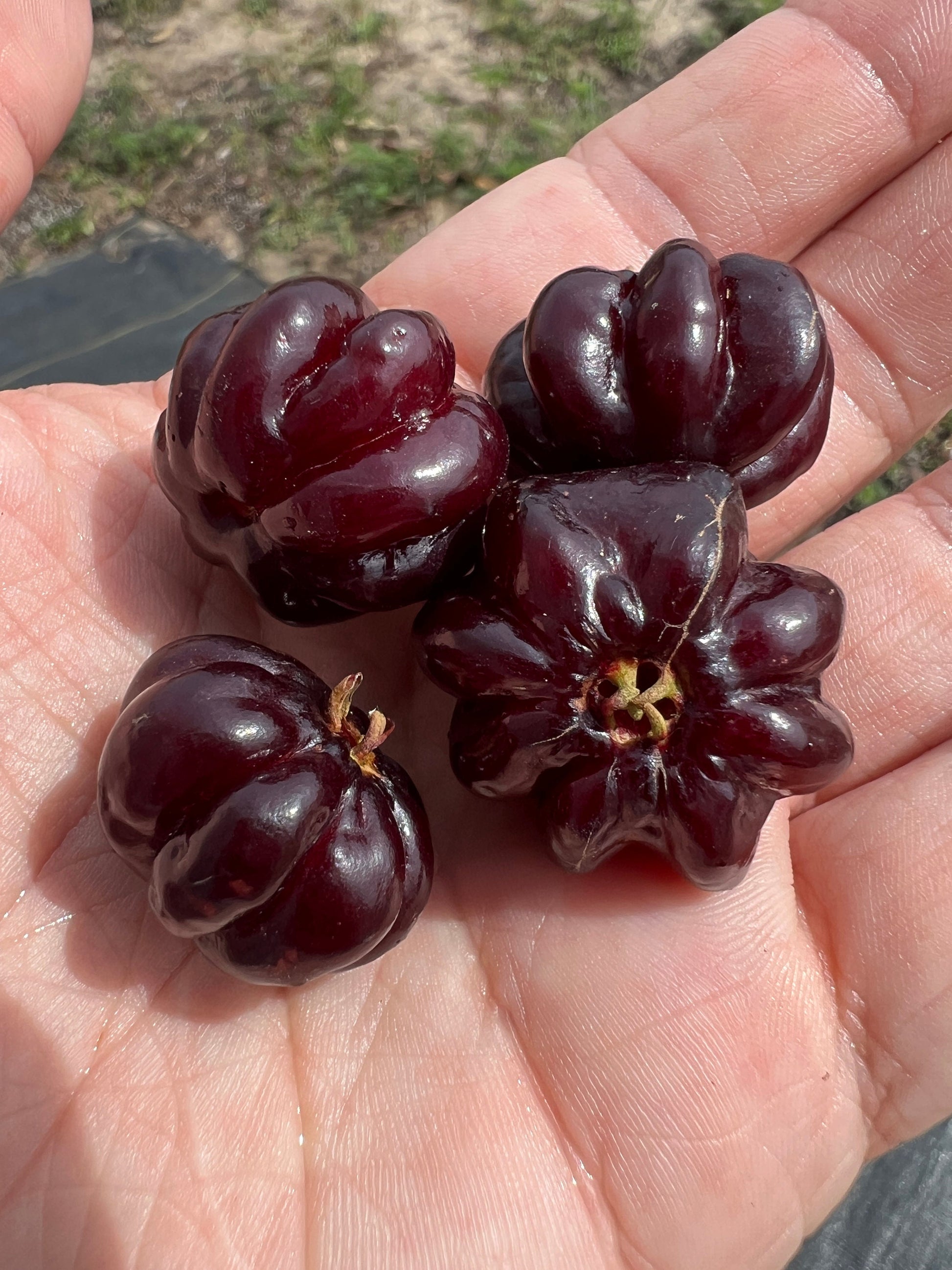 Surinam Cherry Fruits