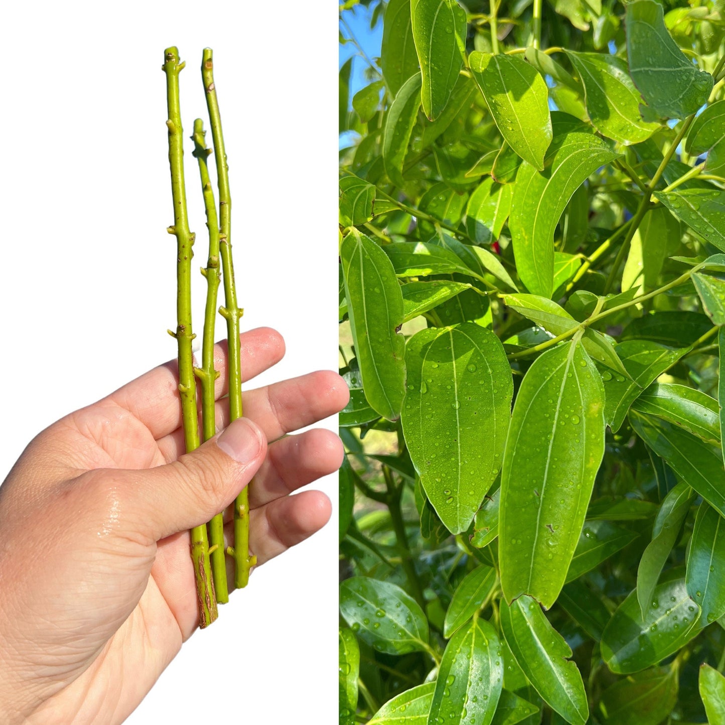 "Close-up of Ceylon Cinnamon cuttings, displaying healthy green leaves and sturdy stems, ideal for propagation and growing your own aromatic, high-quality cinnamon plants."