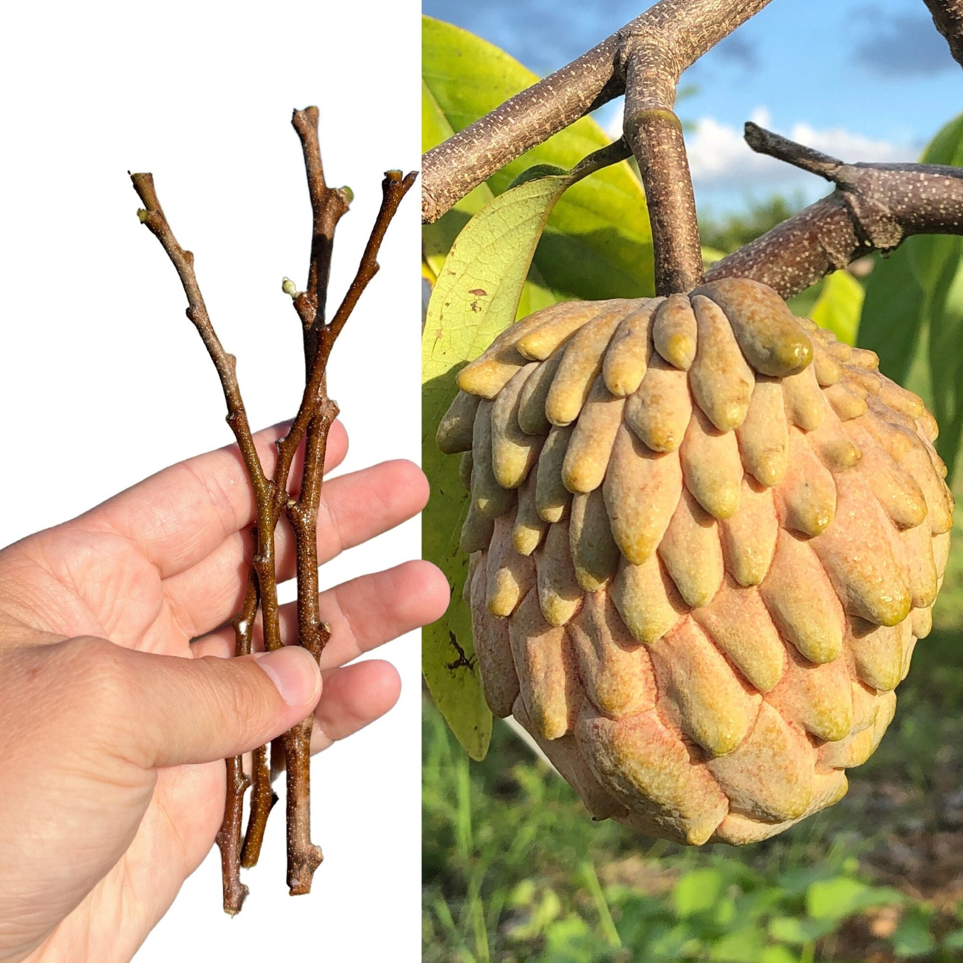 "Close-up of a ripe Lisa Atemoya fruit, highlighting its smooth, green exterior and creamy, sweet interior, ideal for tropical fruit lovers and health-conscious consumers."