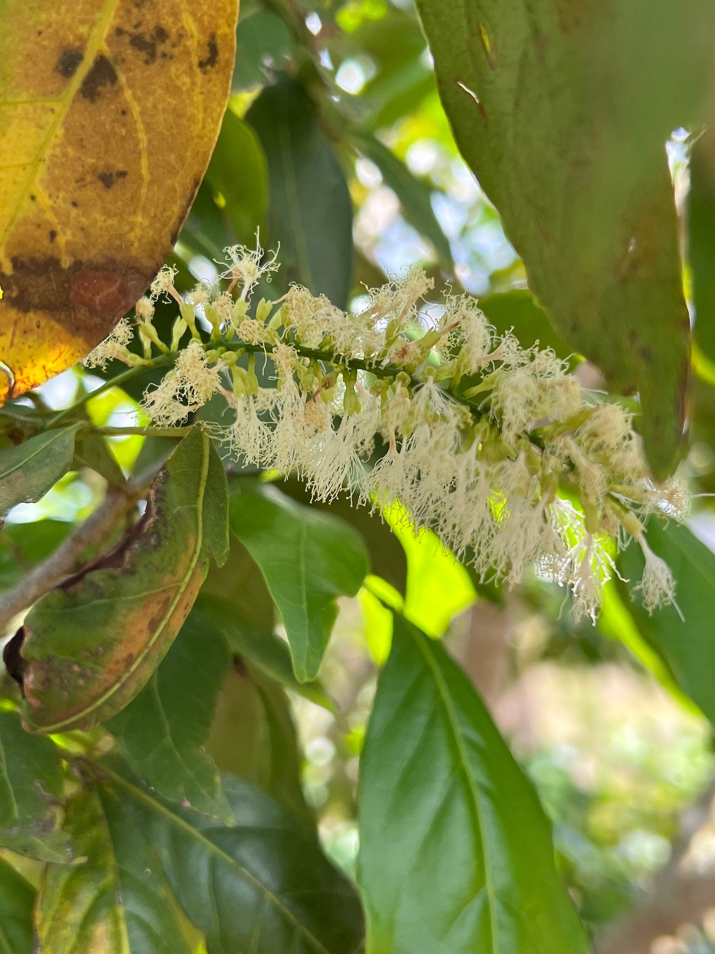 "Inga Laurina flowers: Delicate and exquisite, the blossoms of the Inga Laurina plant grace your garden with their beauty and fragrance, attracting pollinators and adding a touch of elegance to your outdoor space."