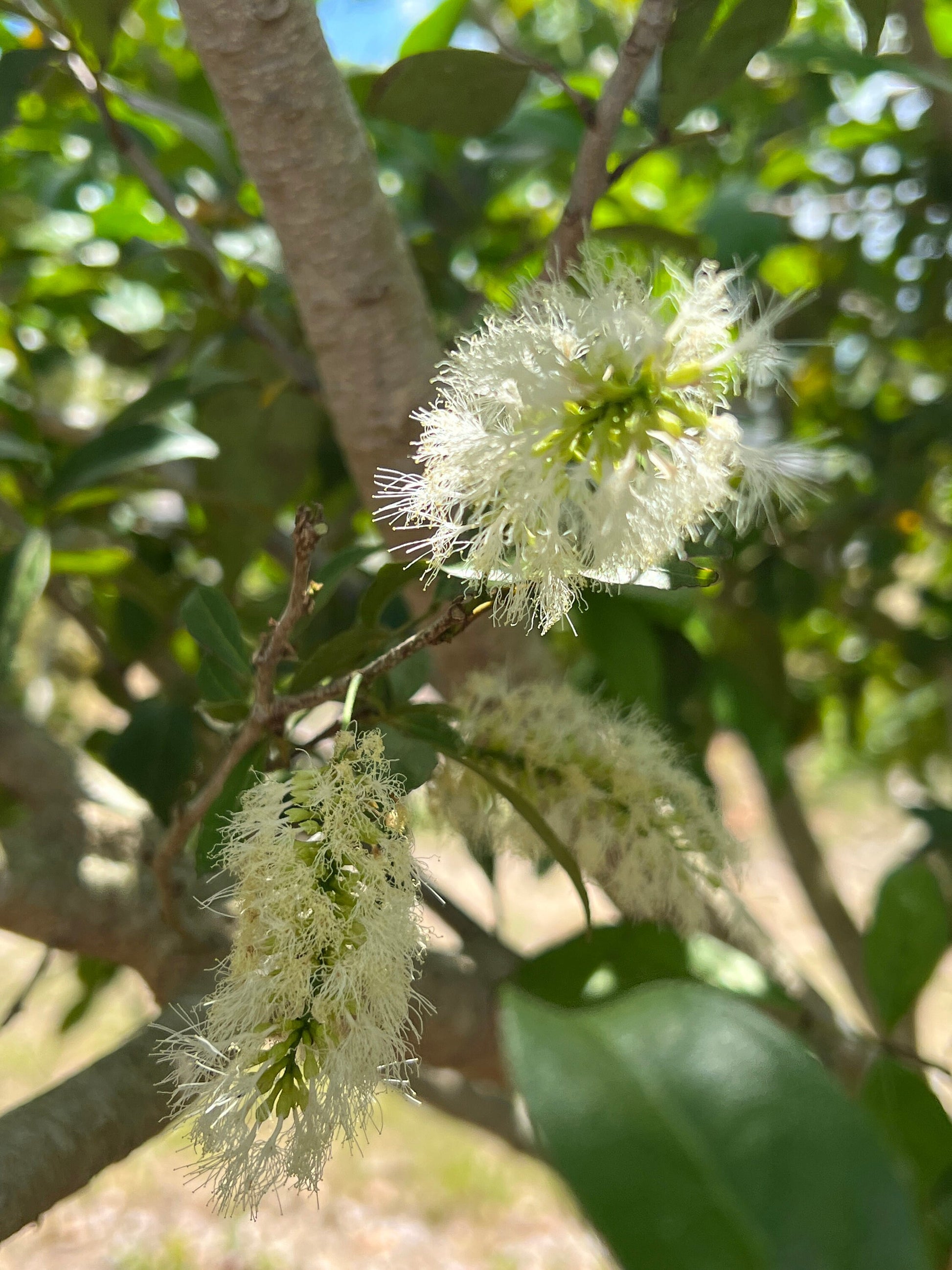 "Inga Laurina flowers: Delicate and exquisite, the blossoms of the Inga Laurina plant grace your garden with their beauty and fragrance, attracting pollinators and adding a touch of elegance to your outdoor space."