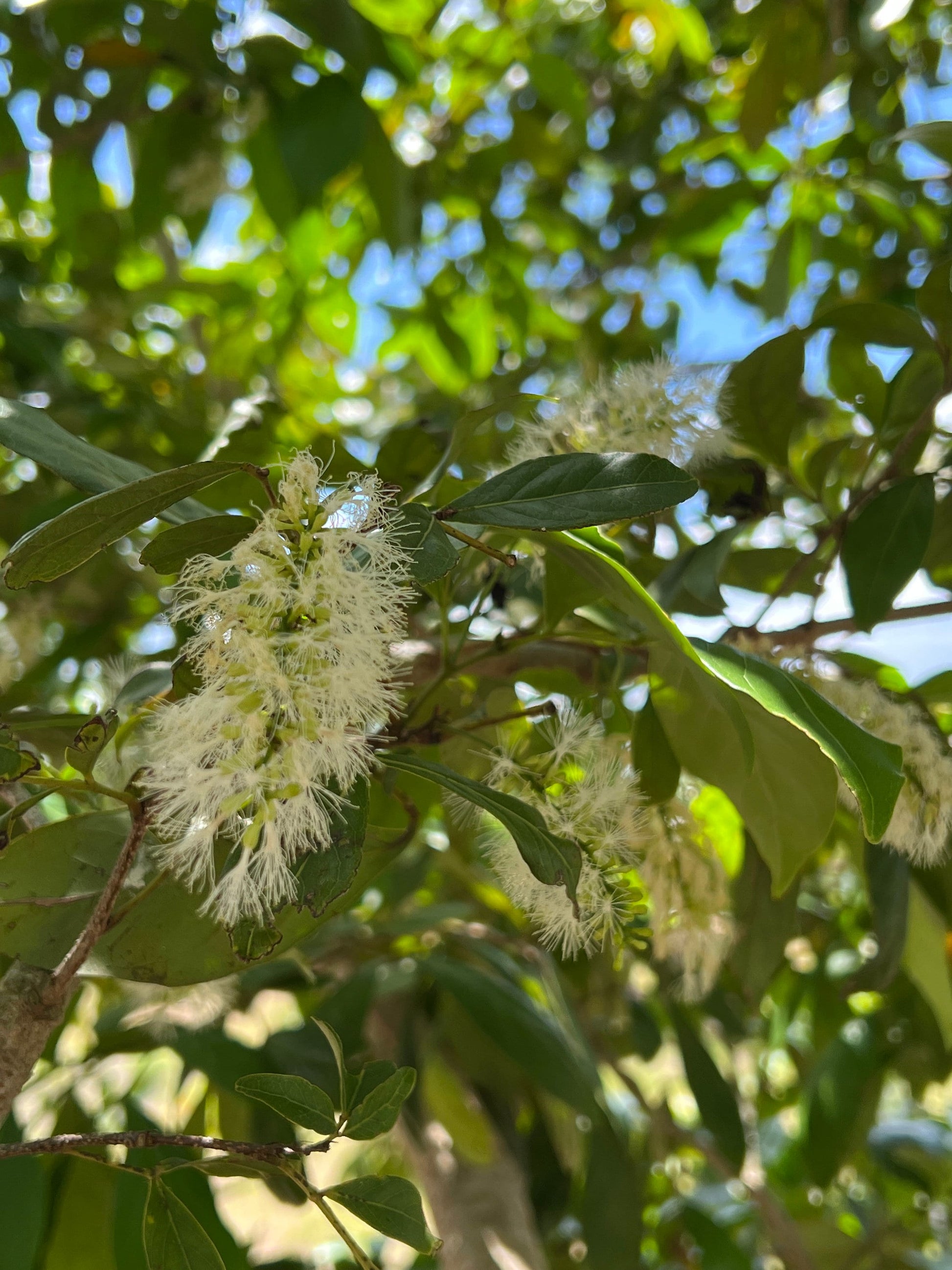 Inga Laurina Flower