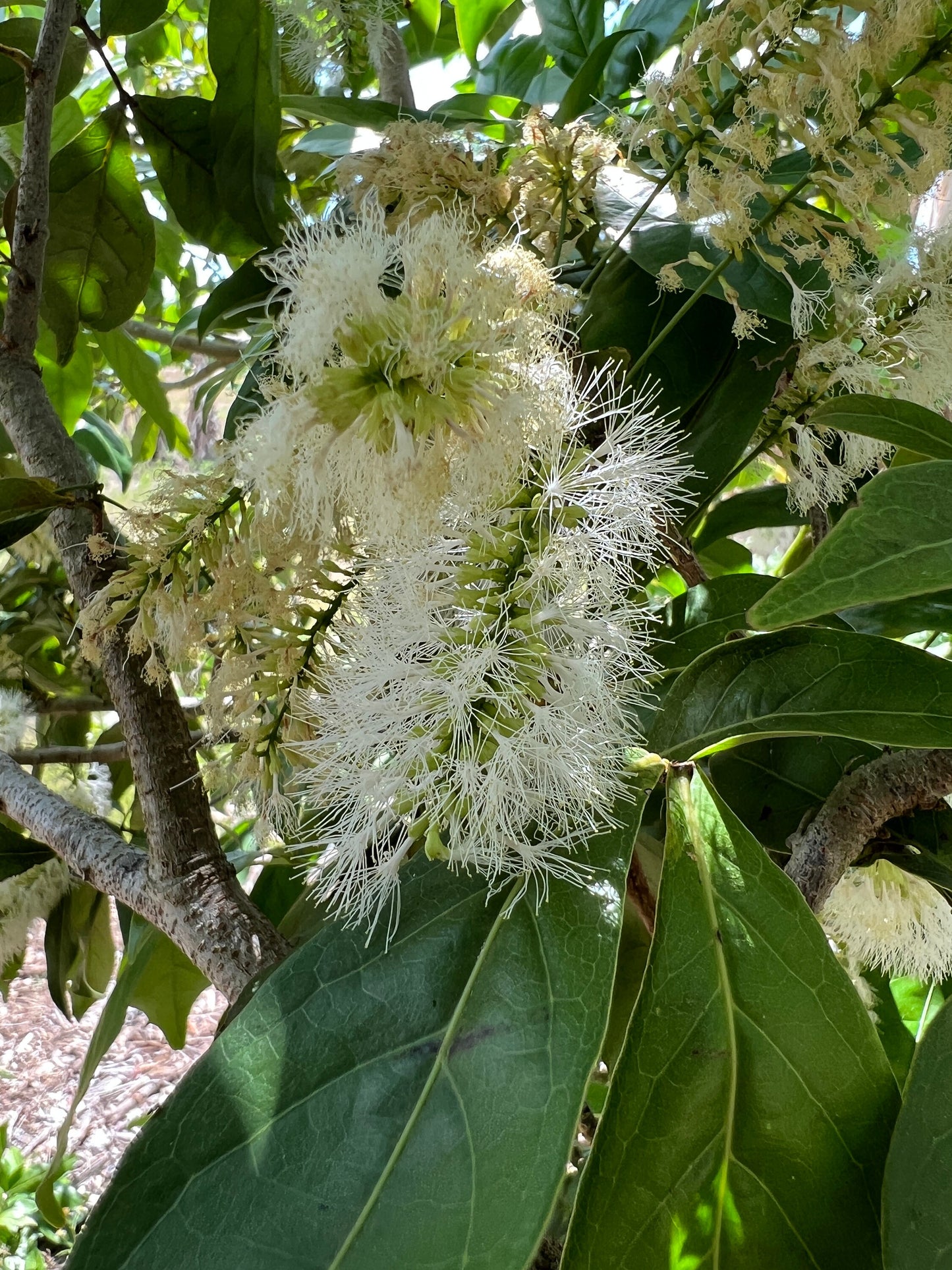 "Inga Laurina flowers: Delicate and exquisite, the blossoms of the Inga Laurina plant grace your garden with their beauty and fragrance, attracting pollinators and adding a touch of elegance to your outdoor space."