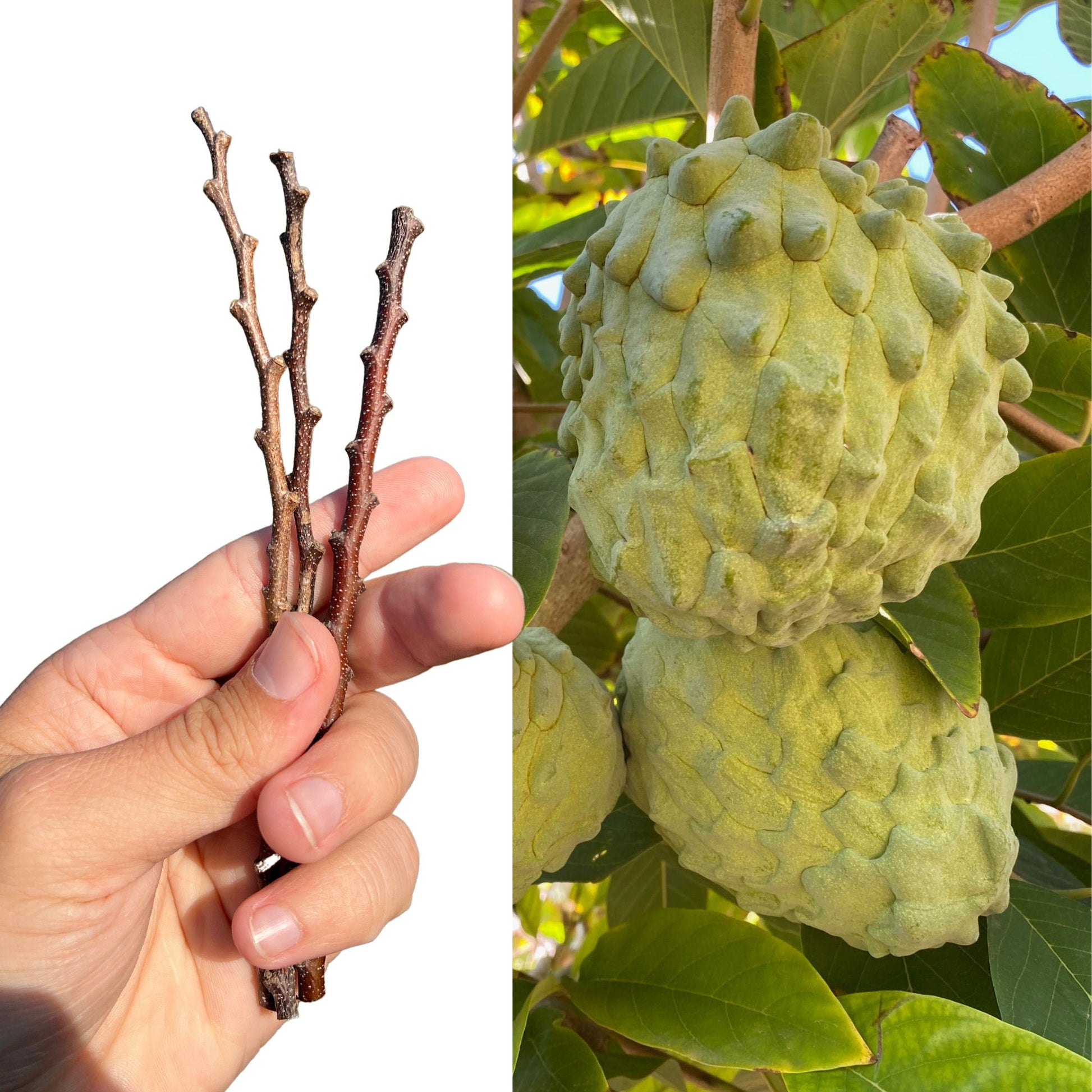 "Close-up of a ripe African Pride Atemoya fruit, showcasing its unique green, knobby exterior and creamy, sweet interior, perfect for tropical fruit enthusiasts and healthy eating."