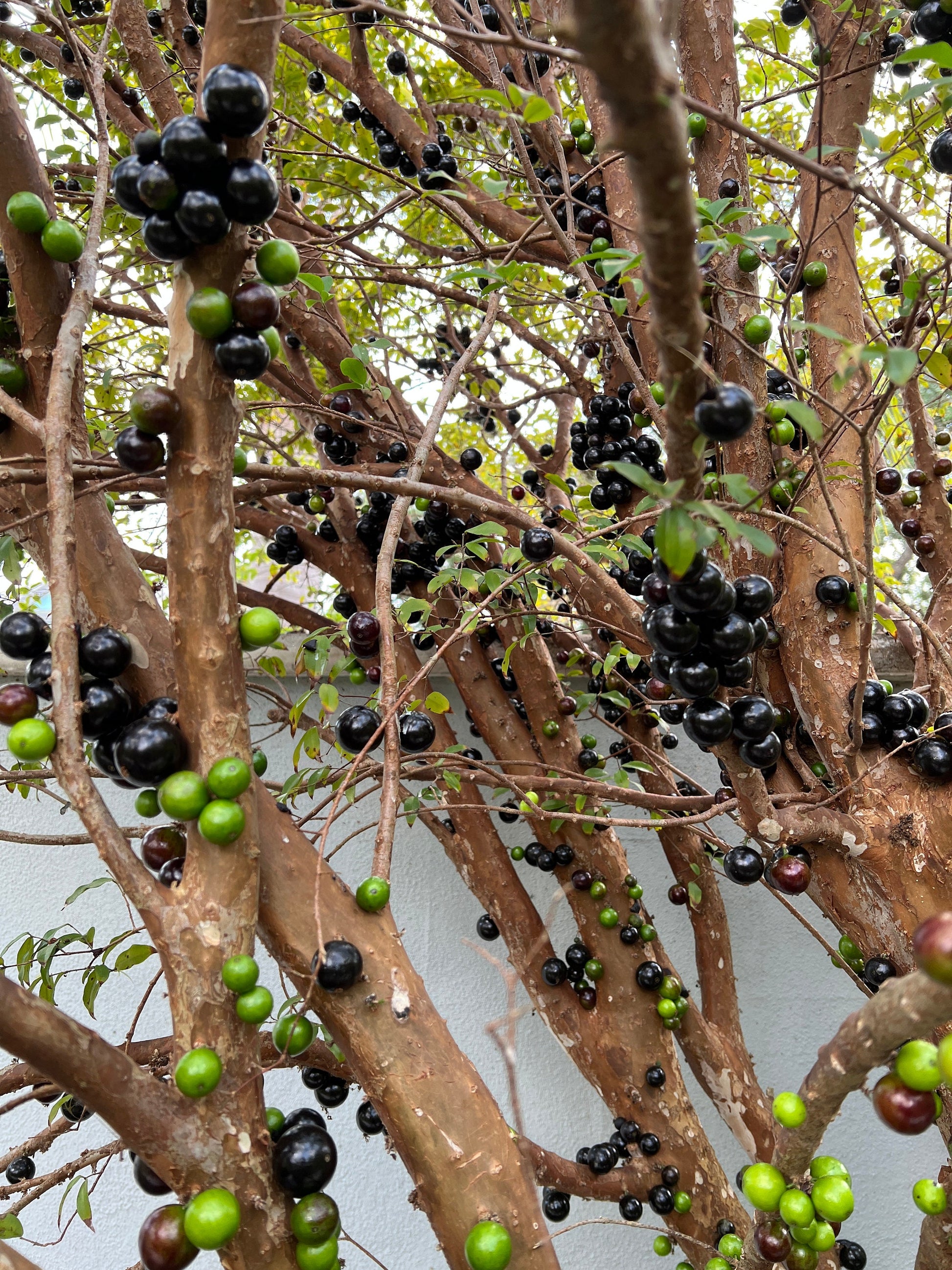 "Close-up of Jaboticaba fruits hanging from the tree branches, displaying their deep purple color and unique appearance, adding beauty and bounty to the lush green foliage."