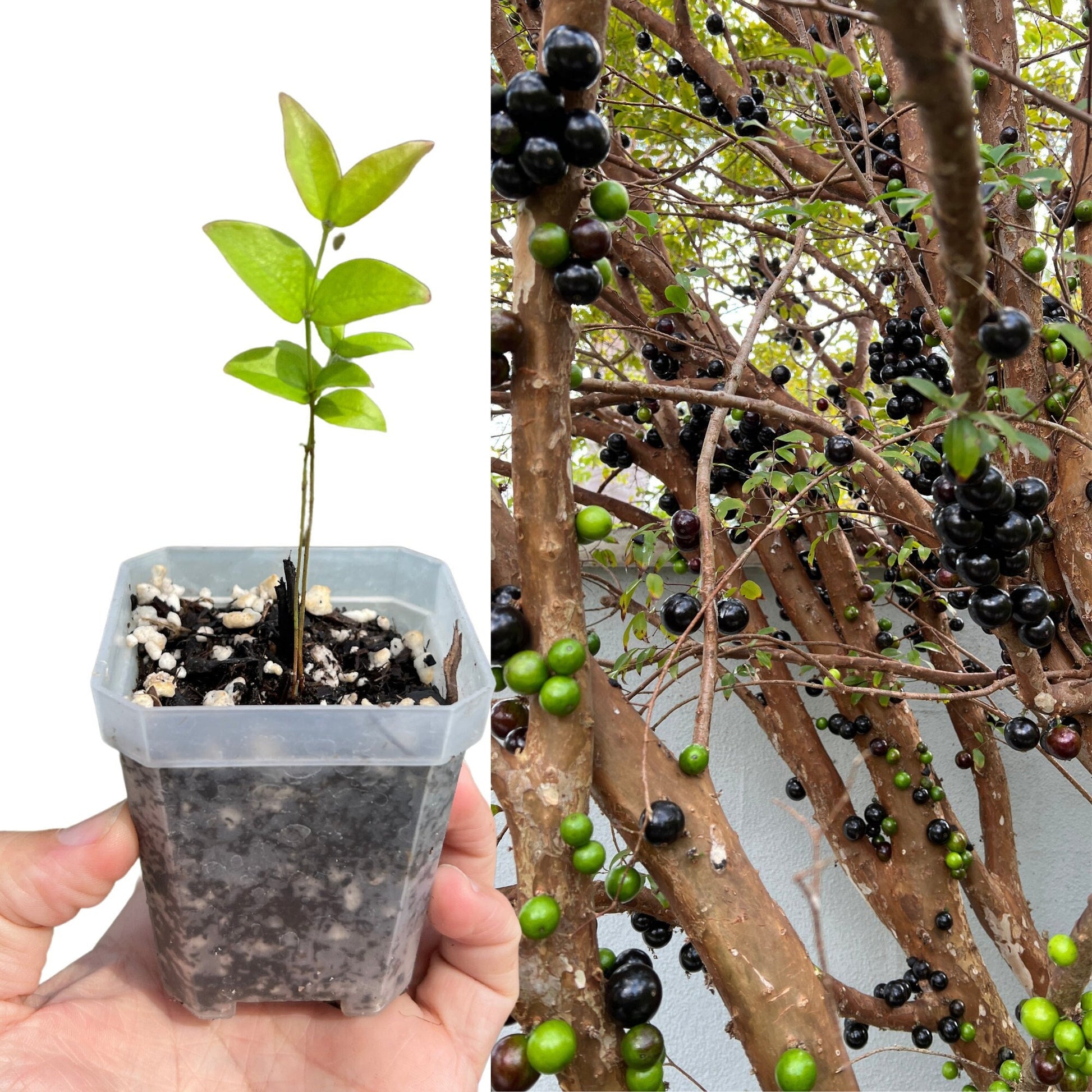 "Close-up of a thriving Jaboticaba plant, featuring glossy green leaves and ornamental trunk, ideal for gardeners seeking to grow their own unique and delicious fruit-bearing tree."