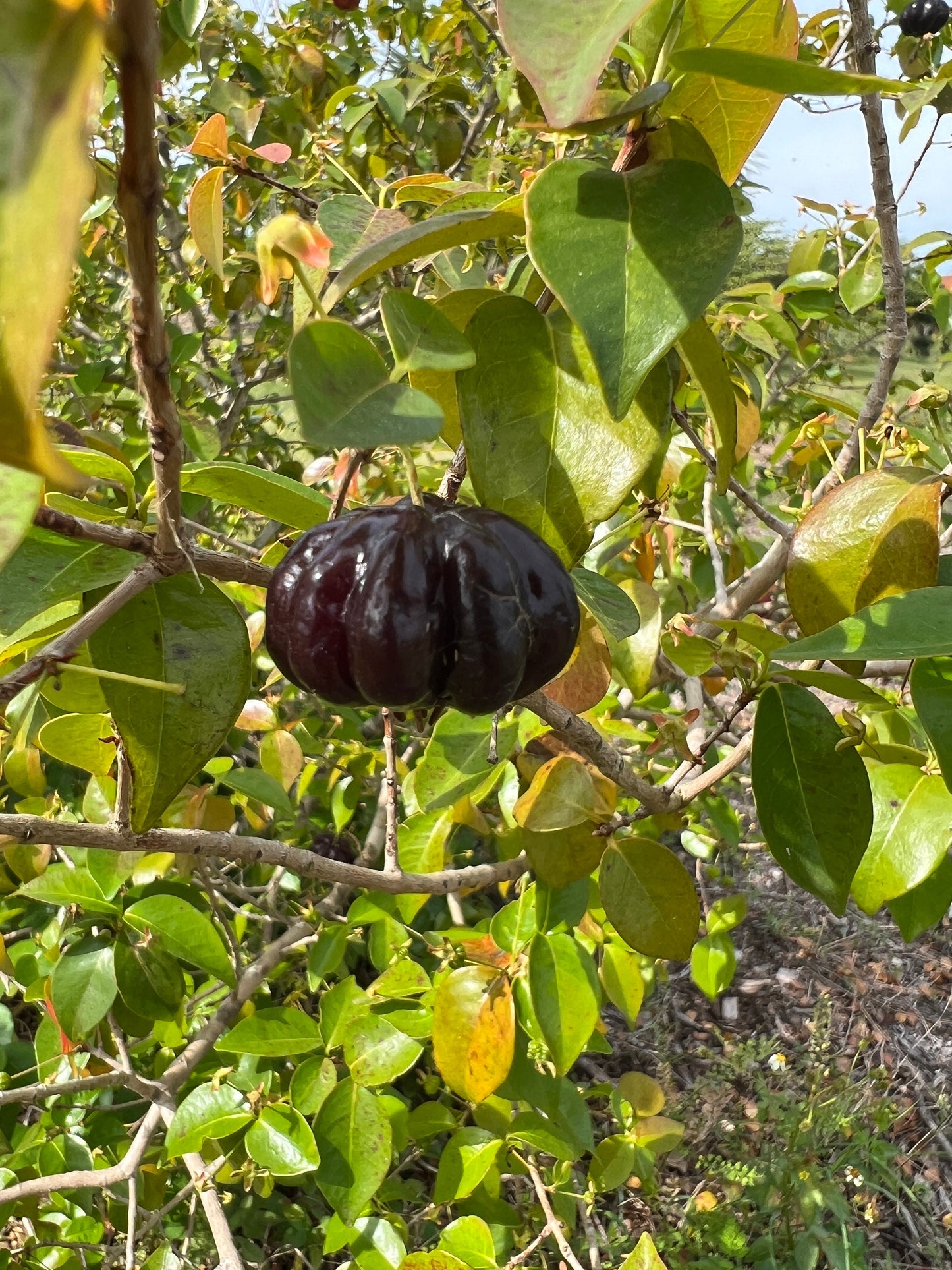 Dark Surinam cherry fruit