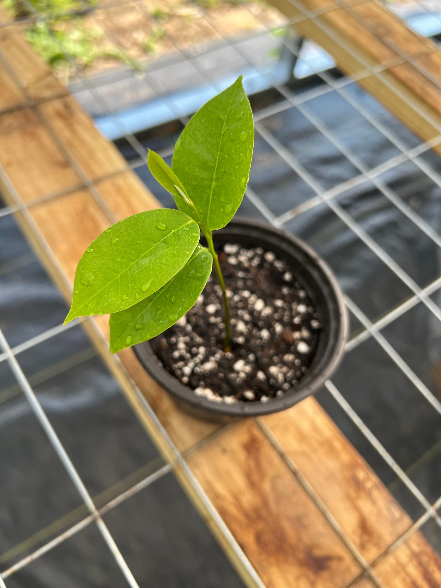 "Organic Soursop/Guanabana seedling: Nurture the growth of this vibrant and healthy seedling to enjoy the bounty of fresh, tropical fruit from your own Soursop tree. Perfect for enthusiasts seeking to cultivate their own slice of tropical paradise at home."