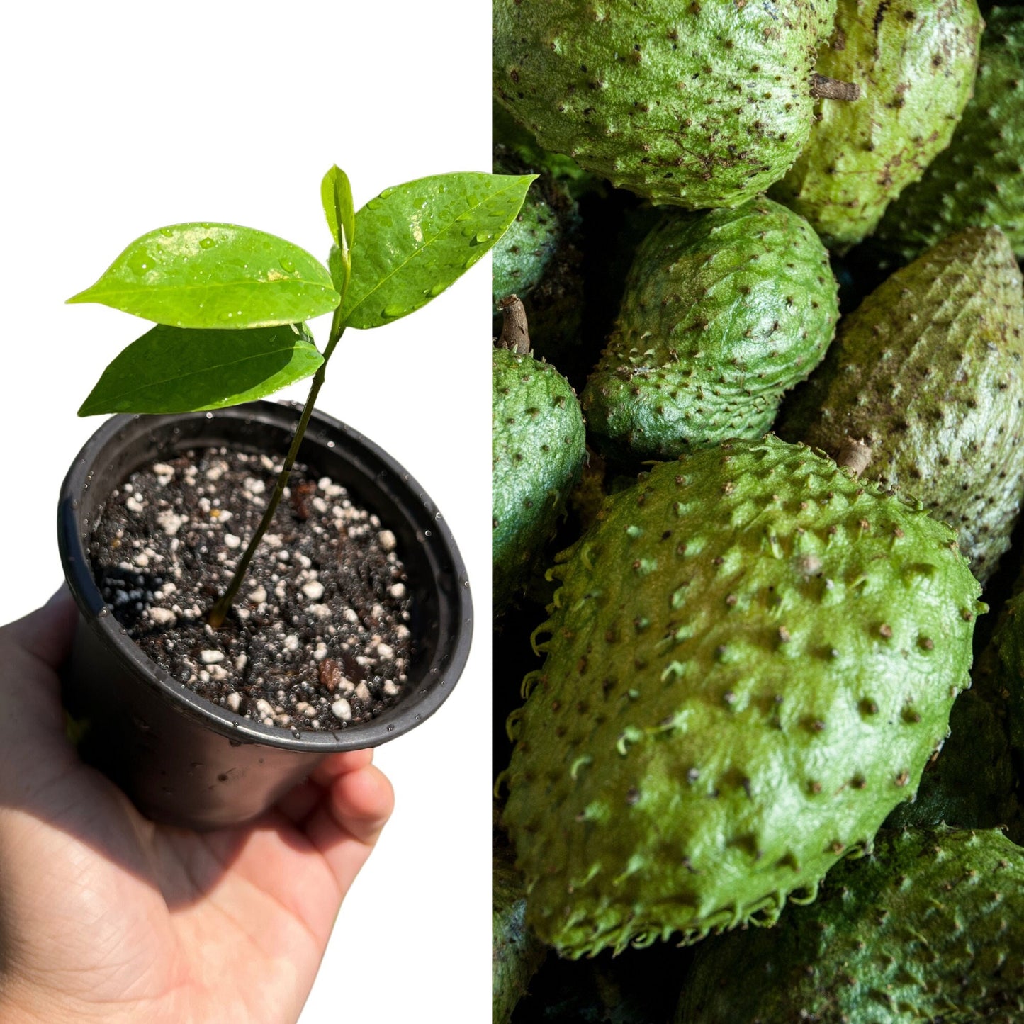 "Organic Soursop/Guanabana plant seedling for sale: Cultivate your own tropical delight with this healthy and organic seedling, perfect for home gardeners seeking to grow their own Soursop trees and enjoy the delicious and nutritious fruit."