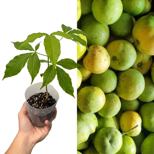 "White Sapote Plant: Delight in the creamy richness of our White Sapote plants. With their lush green foliage and sturdy stems, they're perfect for home gardeners seeking to grow their own fruitful White Sapote trees."