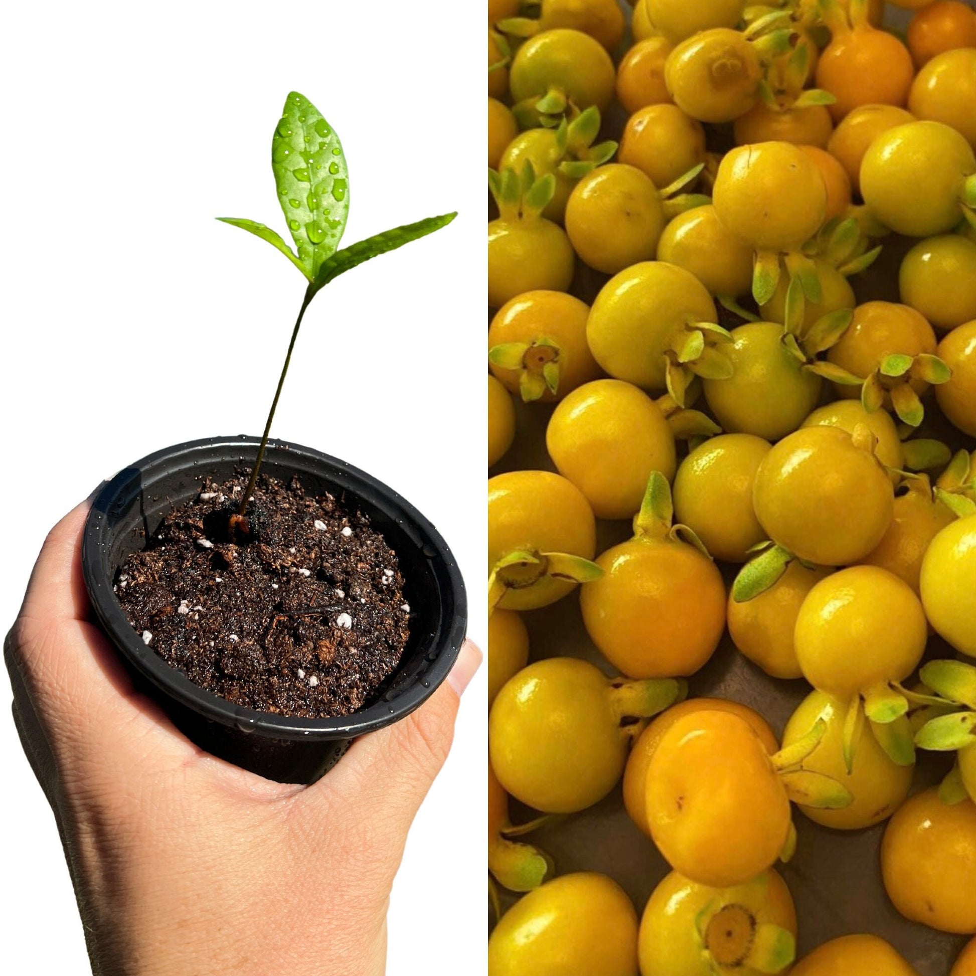 "Yellow Grumichama Plant: Introducing our vibrant Yellow Grumichama plants, featuring lush foliage and strong stems. Perfect for those eager to cultivate their own fruitful Yellow Grumichama trees and enjoy its sweet, tropical flavor."