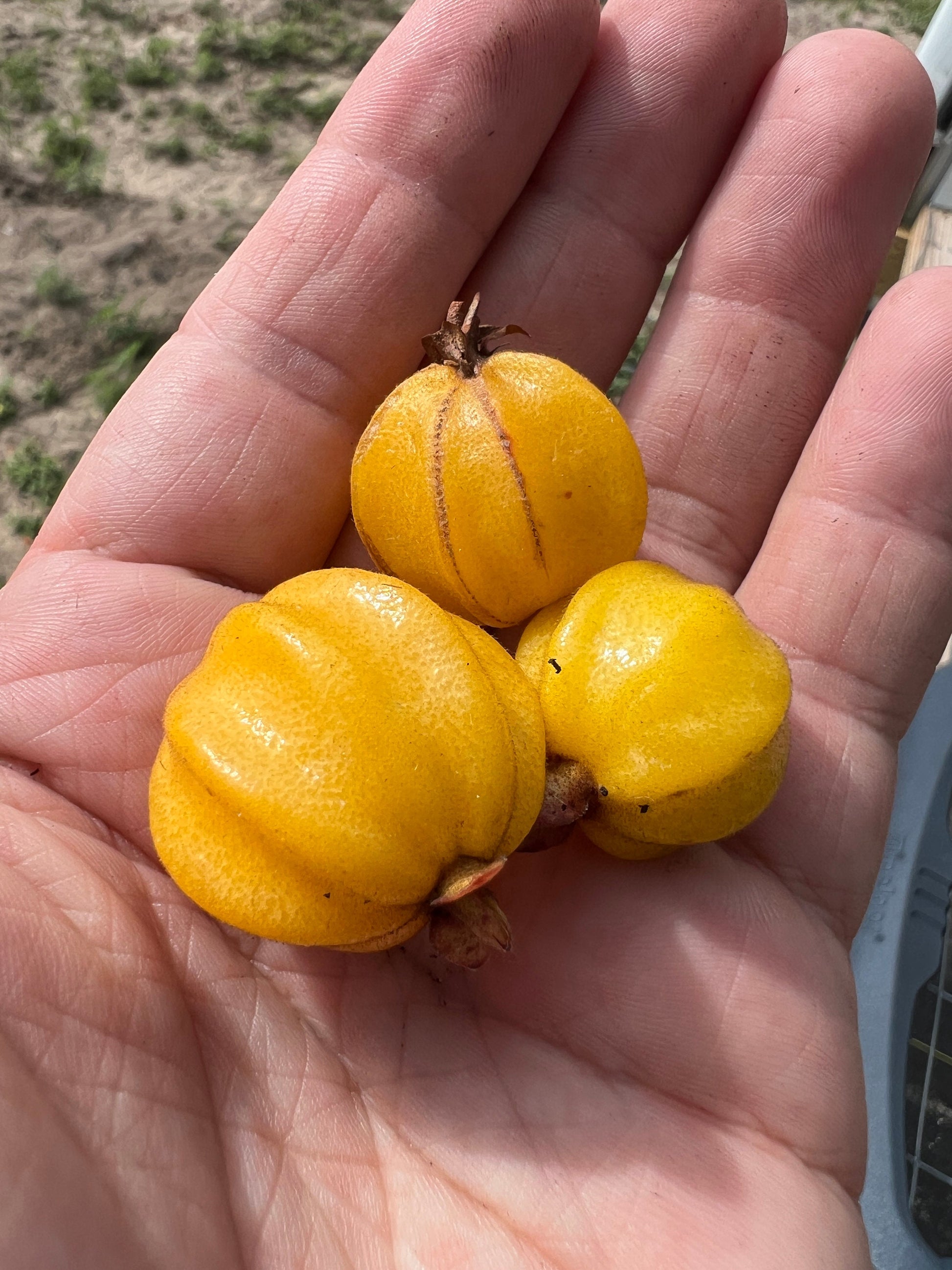 "Close-up of ripe Pitangatuba fruit, showcasing its vibrant orange color and deliciously tangy-sweet flavor, ready to be enjoyed fresh or used in jams, desserts, and beverages, adding a tropical twist to your culinary creations."