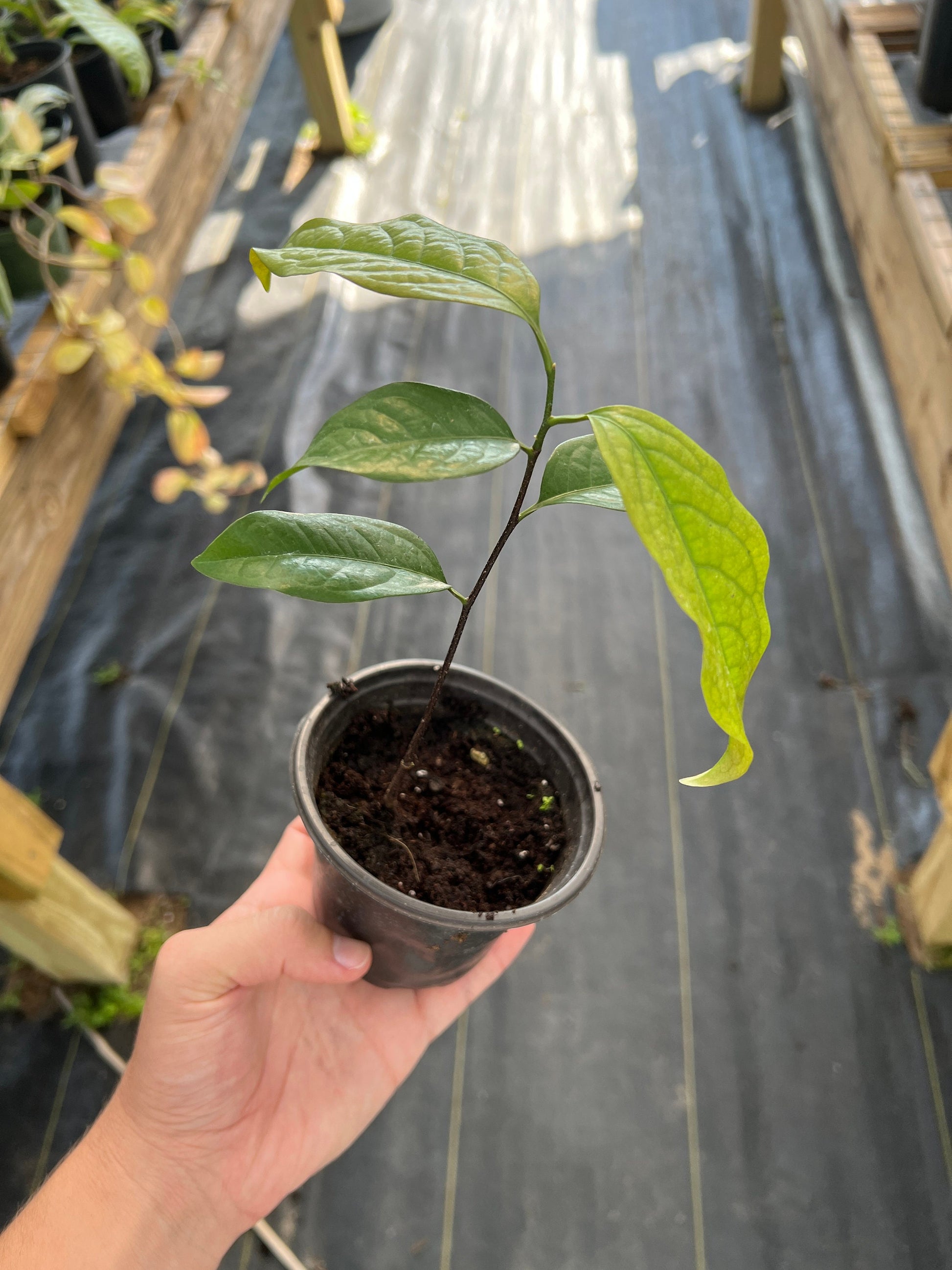 "Close-up of the sturdy stem of a Kepel plant, showcasing its strength and resilience, the foundation for bearing the aromatic and flavorful fruits that make this tropical tree so sought after."