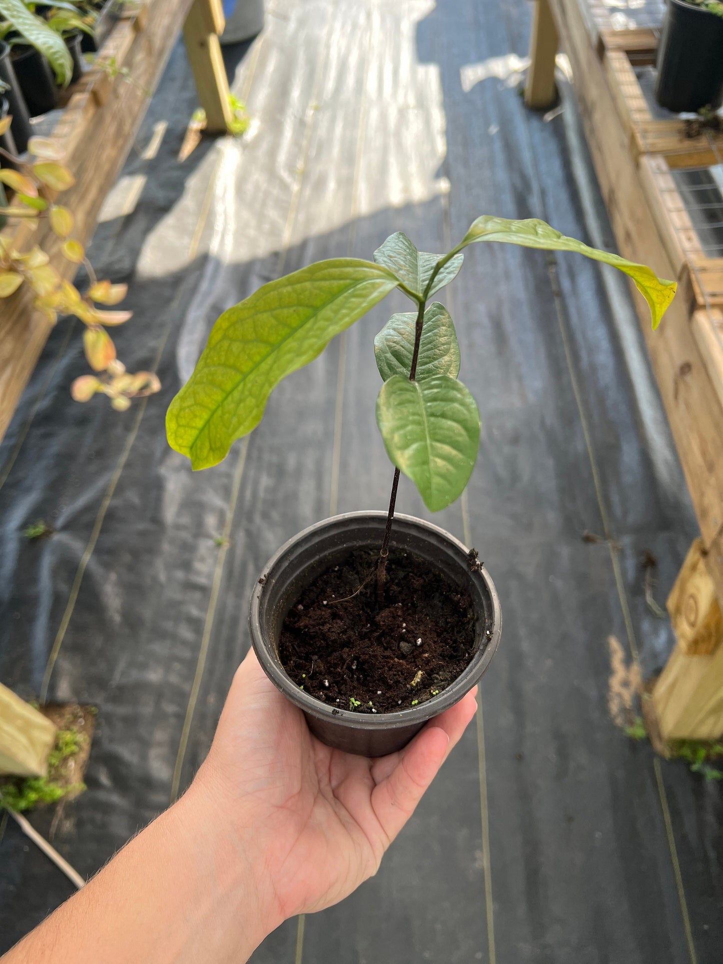 "Close-up of a healthy Kepel plant, featuring vibrant green leaves and robust stems, ideal for enthusiasts interested in cultivating this rare and aromatic tropical tree for its unique and fragrant fruit."