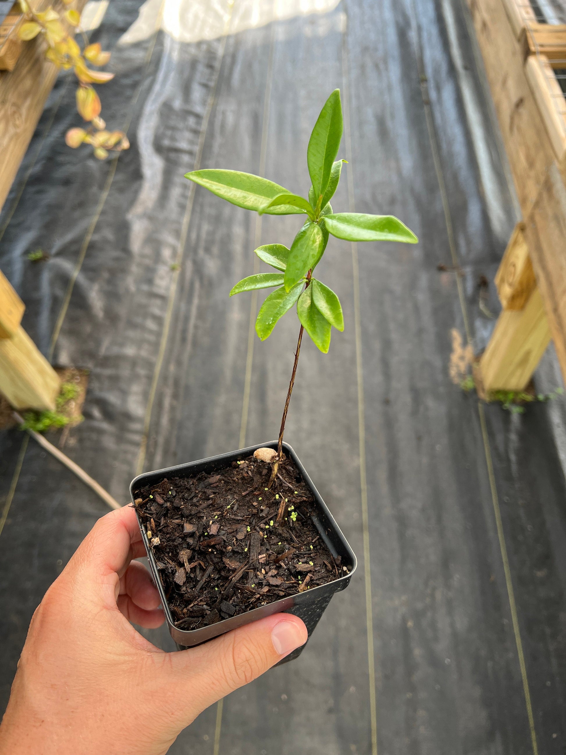 Yellow Grumichama plant