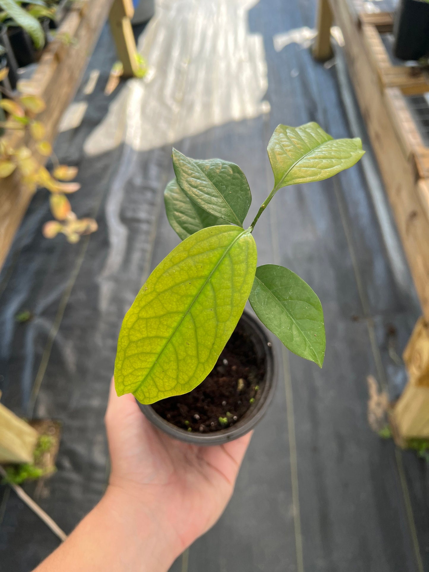 "Close-up of Kepel plant leaves, displaying their glossy green texture and distinctive shape, adding lushness and beauty to the landscape while also emitting a pleasant fragrance."