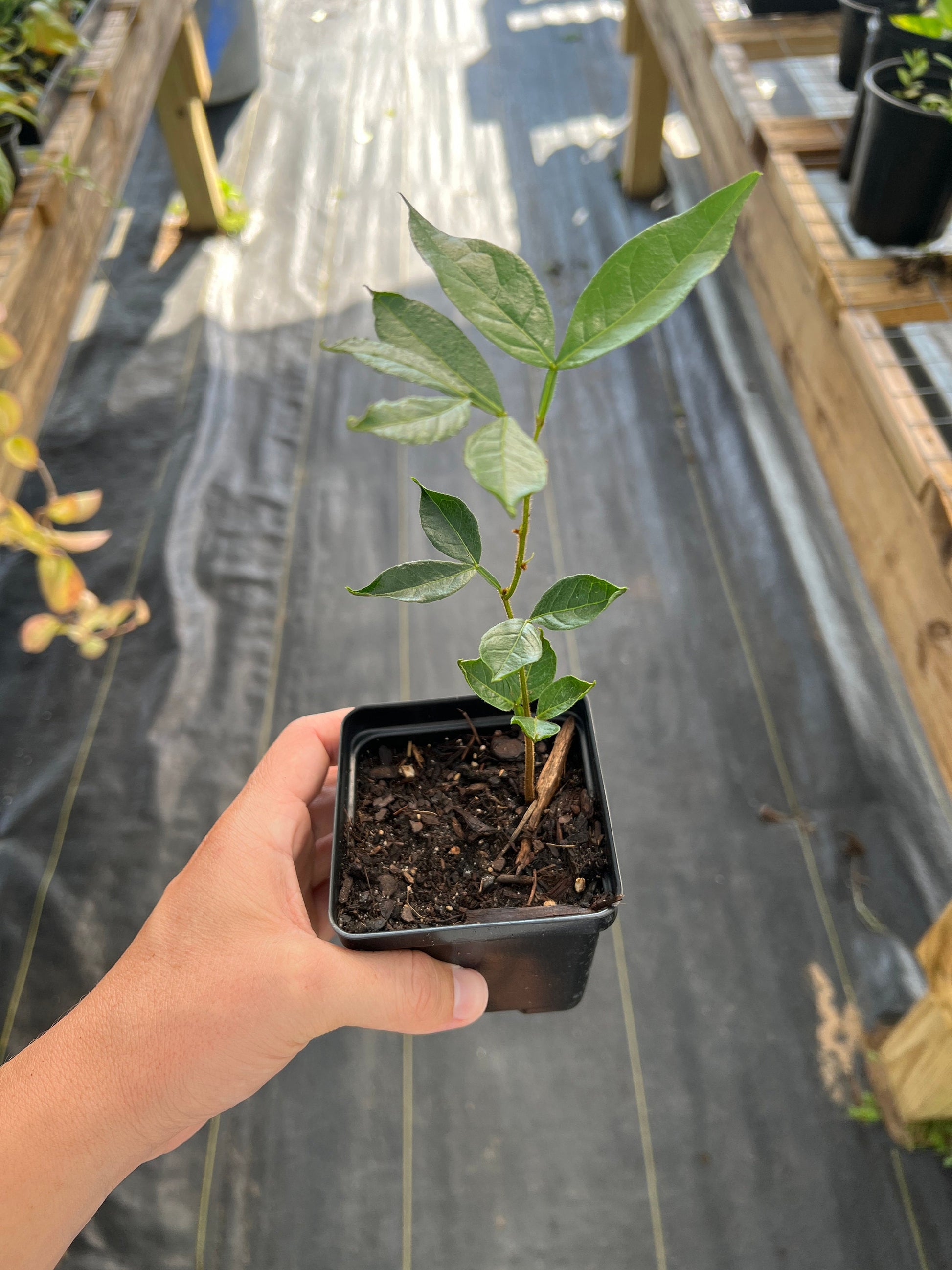 "Close-up of a healthy Ice Cream Bean plant, showcasing lush green foliage and sturdy stems, perfect for tropical gardeners looking to cultivate this exotic and fruitful tree species."