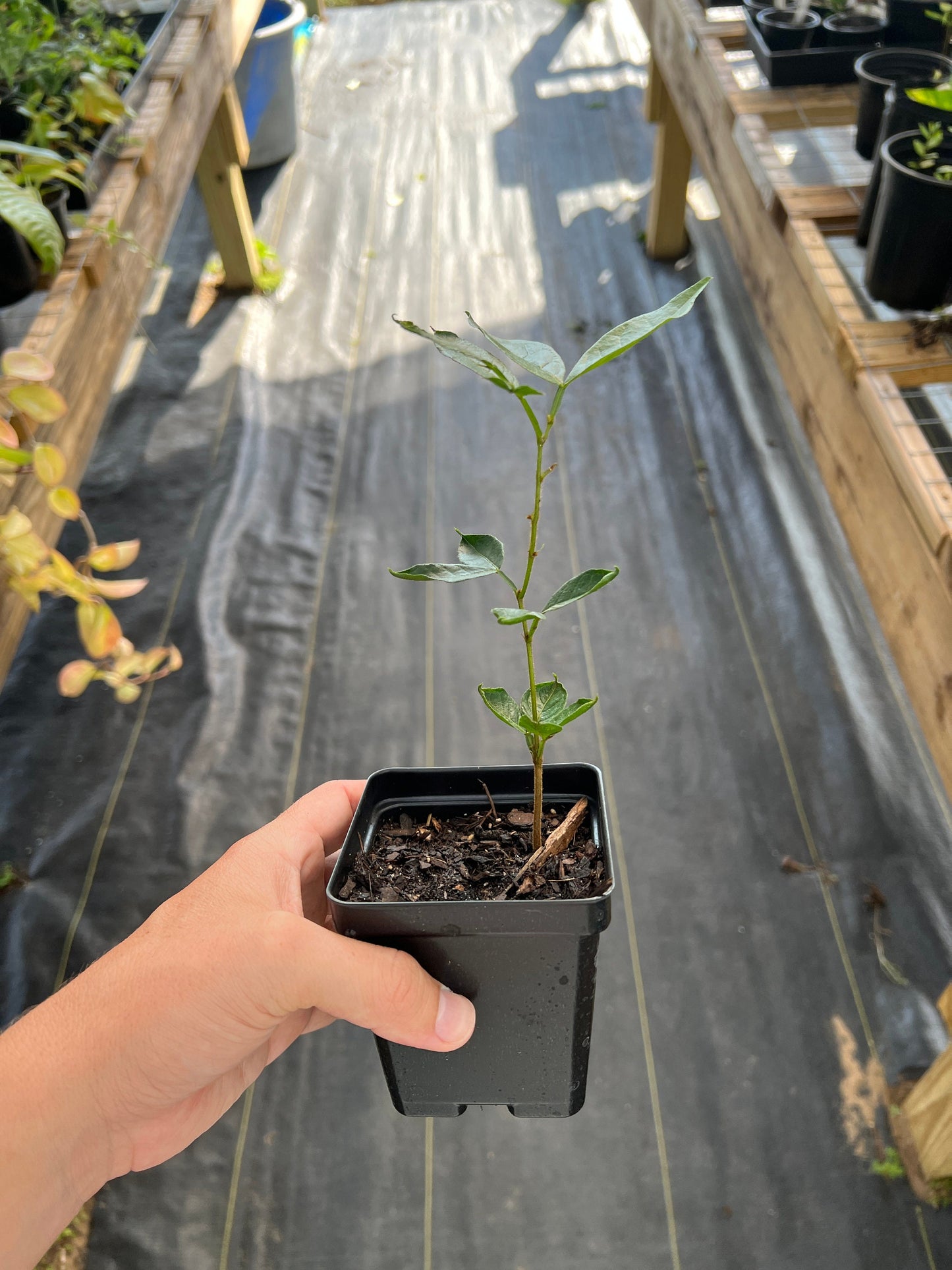 "Close-up of a healthy Ice Cream Bean plant, showcasing lush green foliage and sturdy stems, perfect for tropical gardeners looking to cultivate this exotic and fruitful tree species."