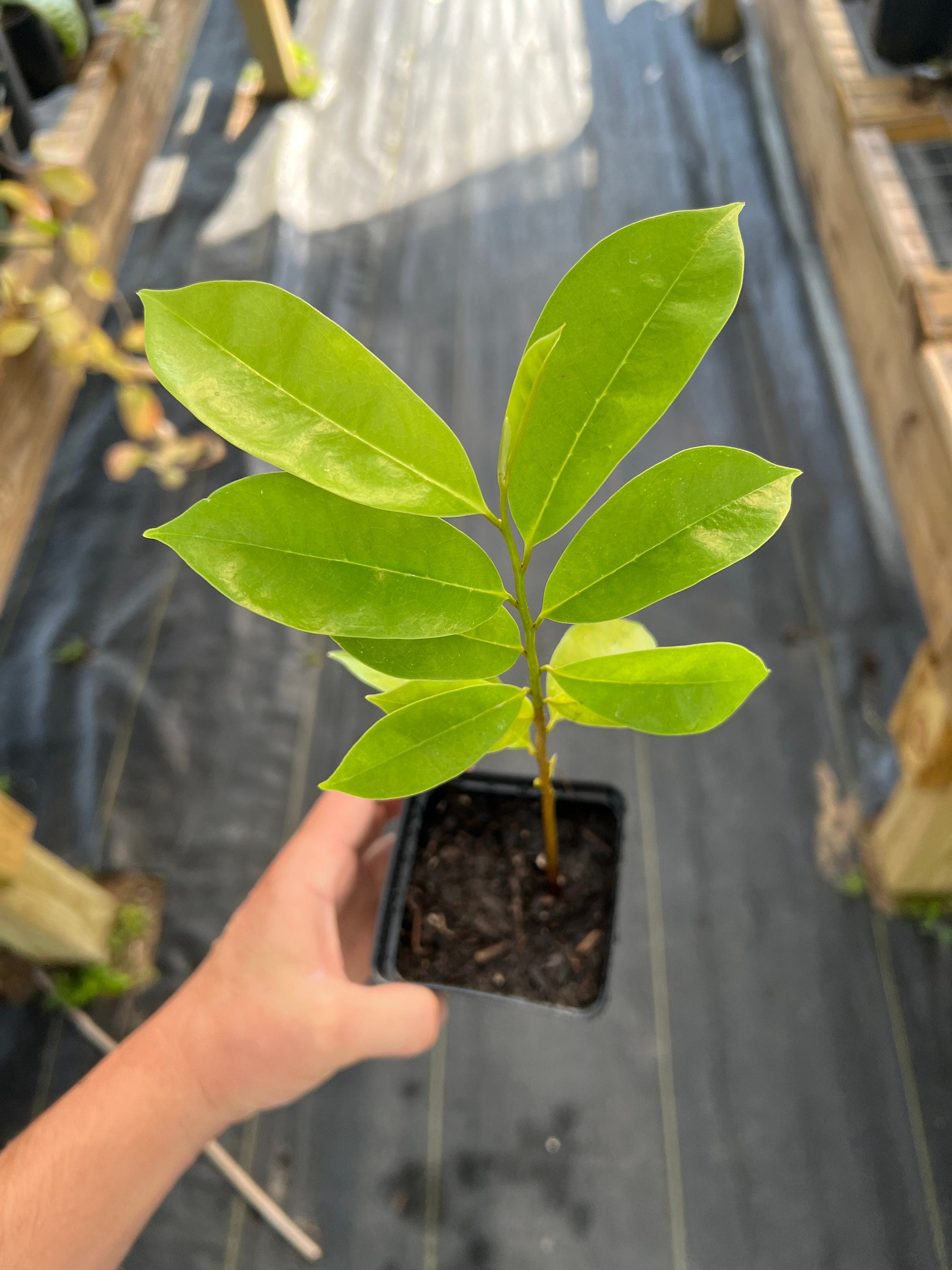 "Organic Soursop/Guanabana seedling: Nurture the growth of this vibrant and healthy seedling to enjoy the bounty of fresh, tropical fruit from your own Soursop tree. Perfect for enthusiasts seeking to cultivate their own slice of tropical paradise at home."