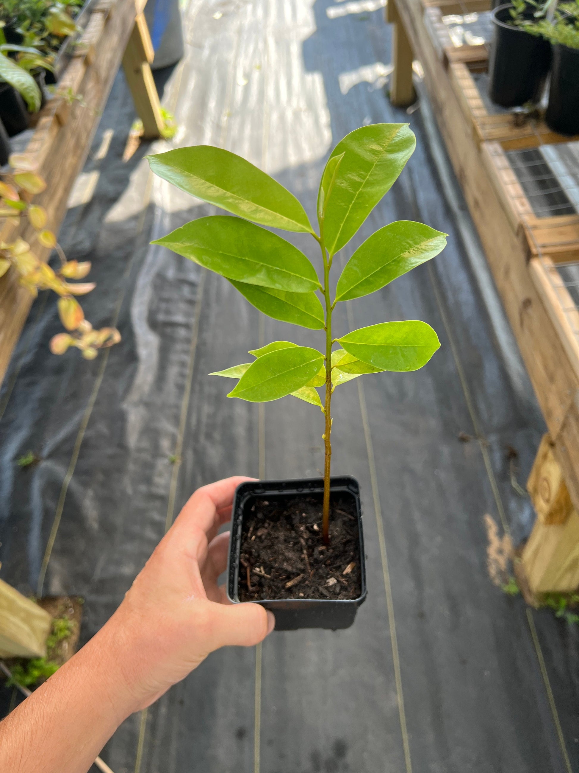 "Organic Soursop/Guanabana seedling: Nurture the growth of this vibrant and healthy seedling to enjoy the bounty of fresh, tropical fruit from your own Soursop tree. Perfect for enthusiasts seeking to cultivate their own slice of tropical paradise at home."