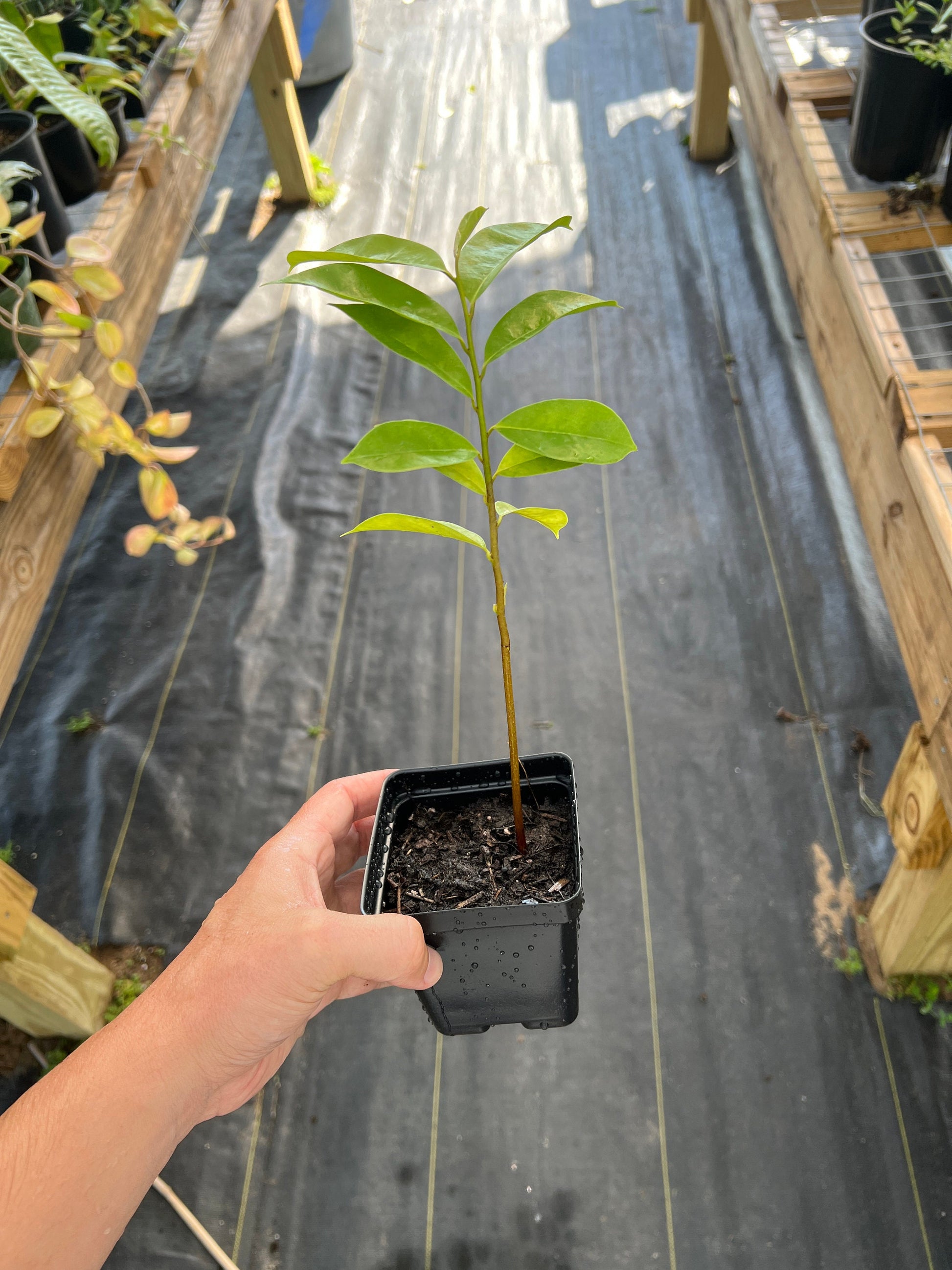 "Organic Soursop/Guanabana seedling: Nurture the growth of this vibrant and healthy seedling to enjoy the bounty of fresh, tropical fruit from your own Soursop tree. Perfect for enthusiasts seeking to cultivate their own slice of tropical paradise at home."