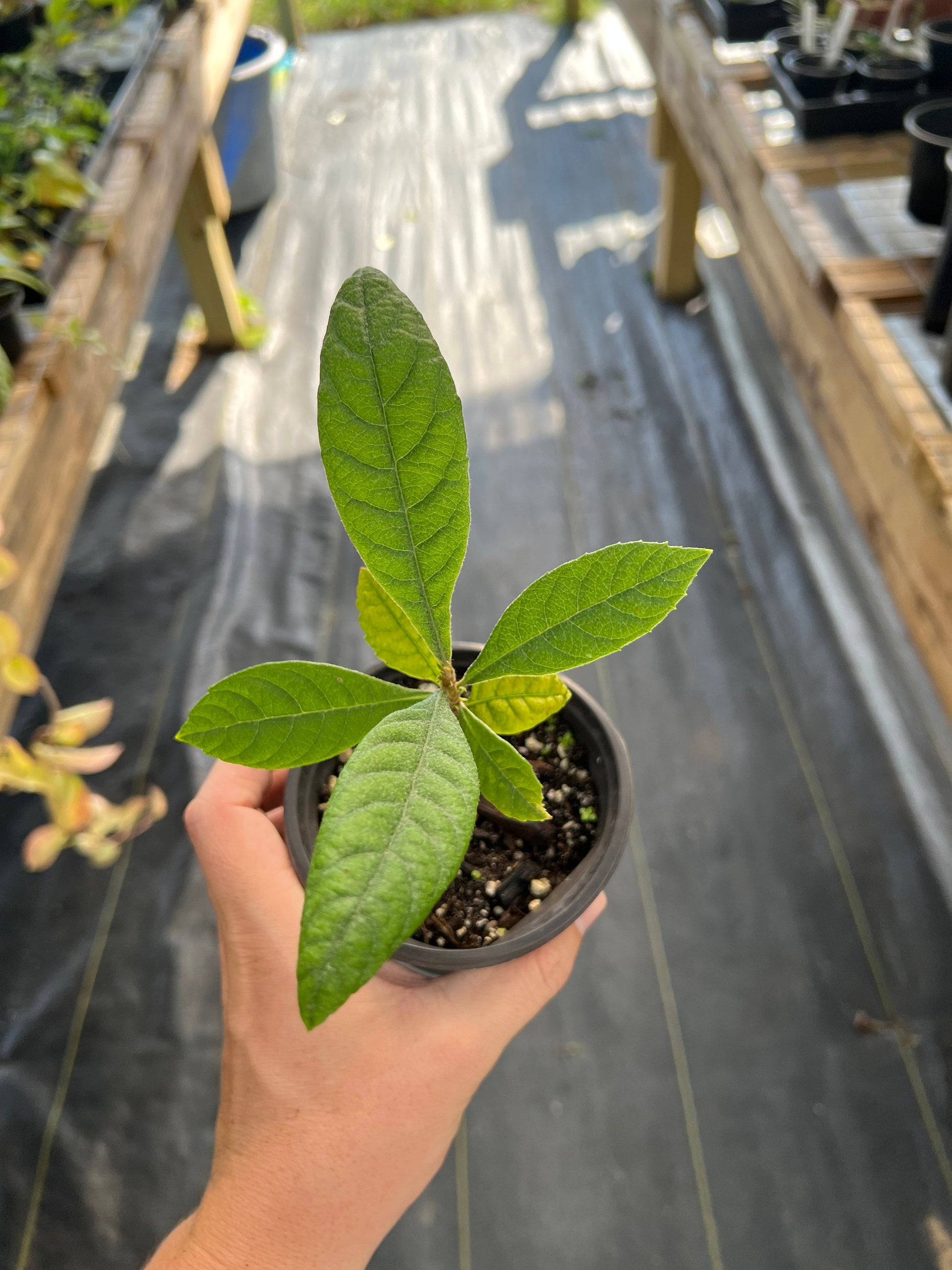 "Close-up of a thriving Loquat seedling, displaying healthy green leaves and sturdy stems, ideal for gardeners looking to cultivate their own fruitful Loquat trees, known for their sweet and juicy fruits."