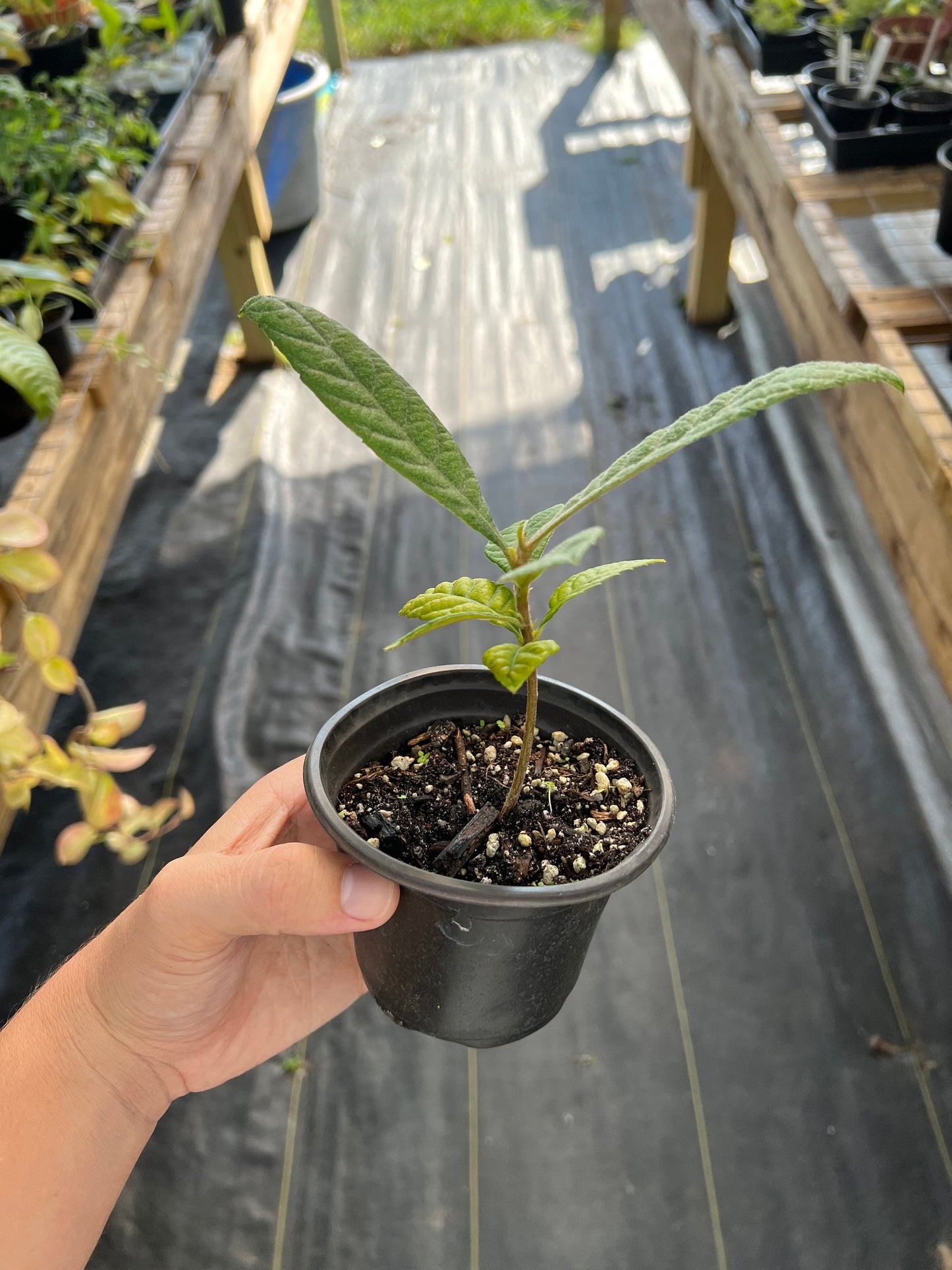 "Close-up of a thriving Loquat seedling, displaying healthy green leaves and sturdy stems, ideal for gardeners looking to cultivate their own fruitful Loquat trees, known for their sweet and juicy fruits."