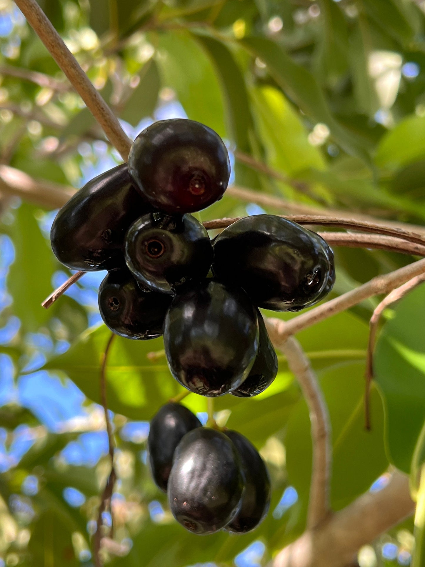 "Close-up of ripe Jamun fruit hanging from the tree branches, displaying its deep purple color and enticing sweetness, ready for harvest and enjoyment."